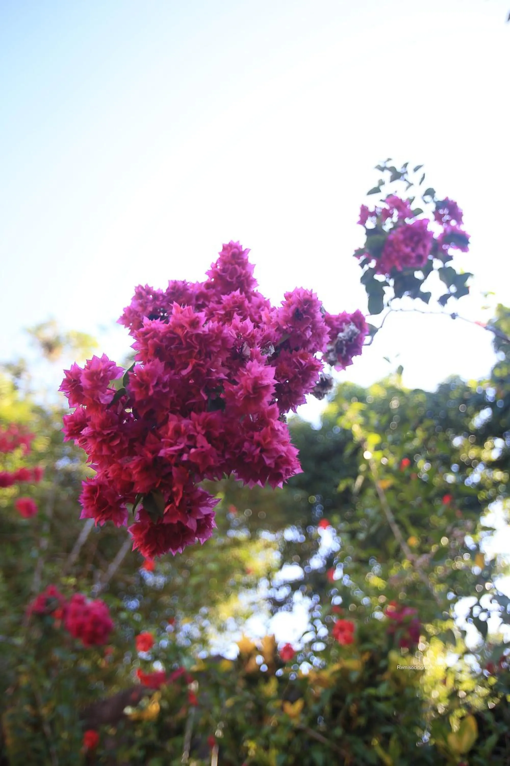Garden in La Dolce Vita