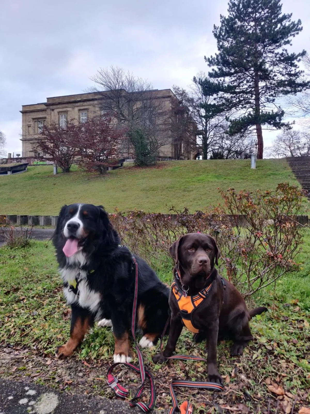 Pets in Hotel-Restaurant Köhler