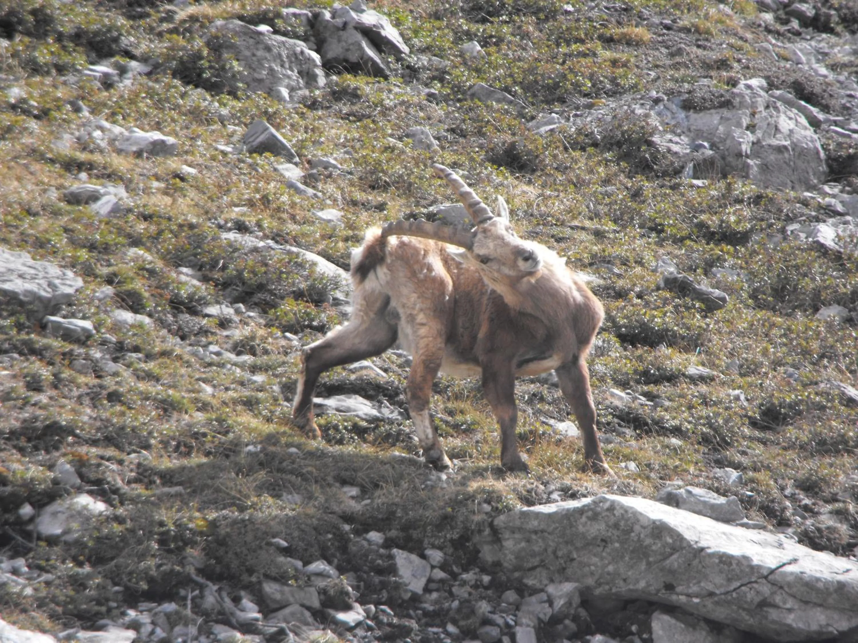 Spring in Meublè Rosalpina