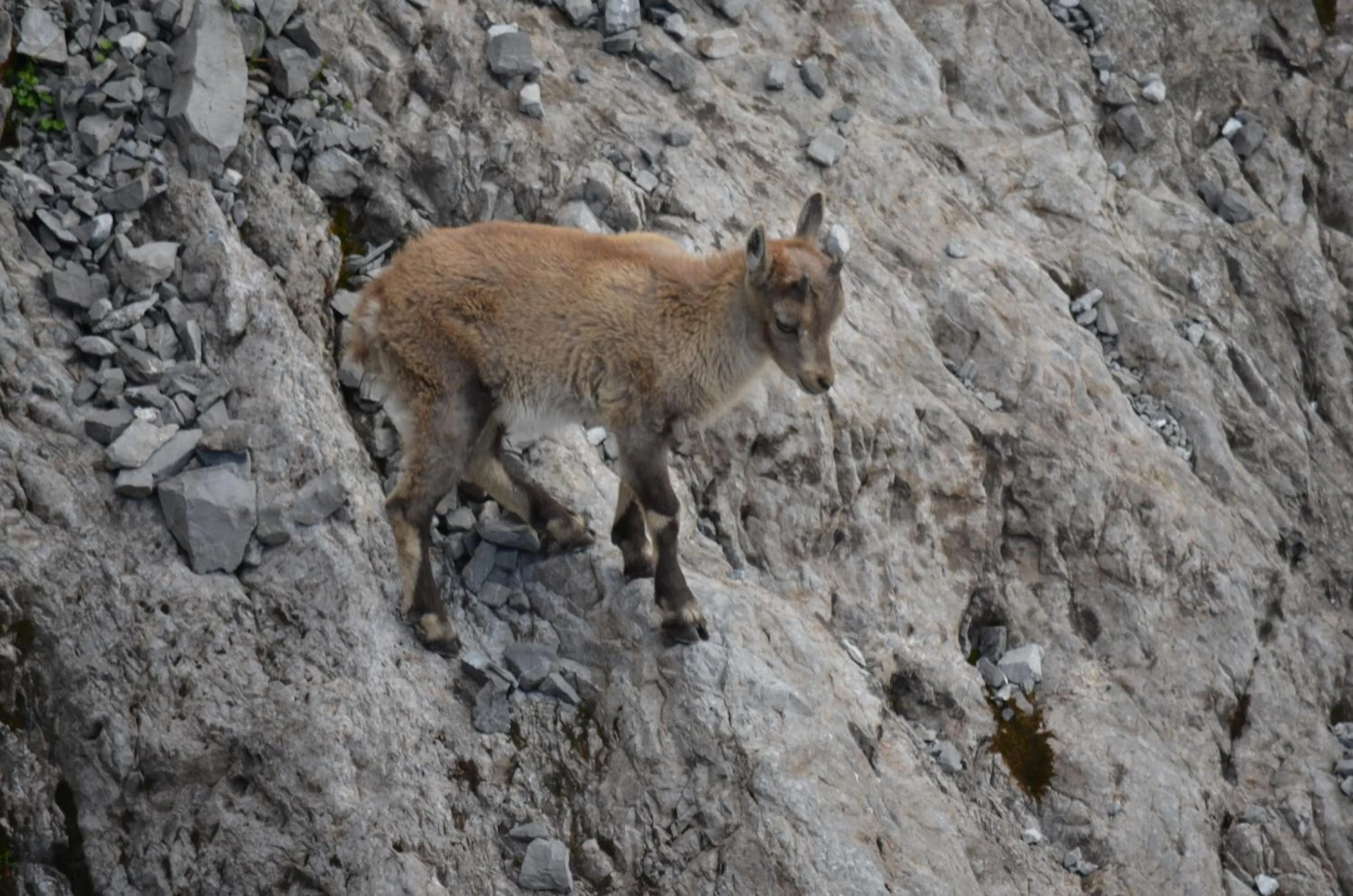Animals in Meublè Rosalpina