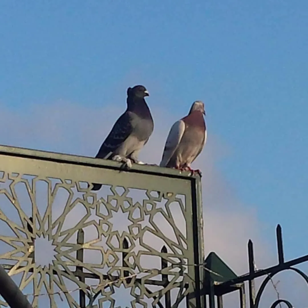 Balcony/Terrace in Riad La Porte du Bouregreg