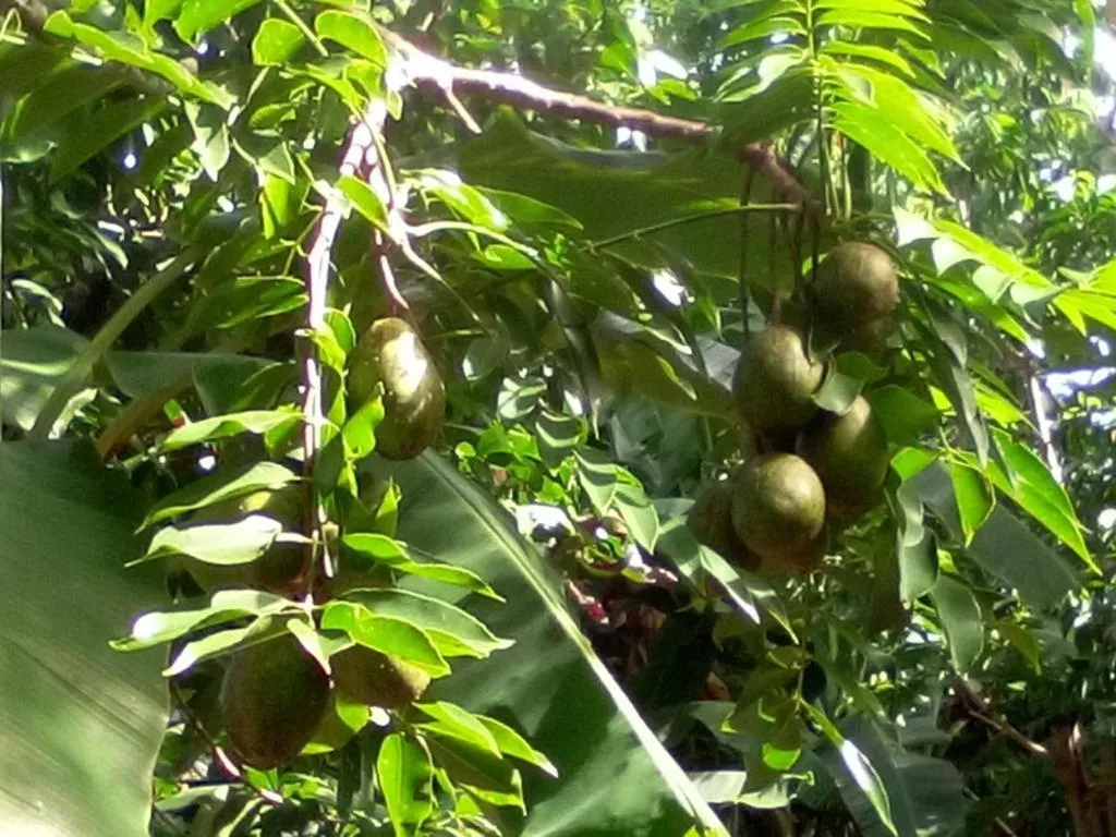 Spring in Reva Castel