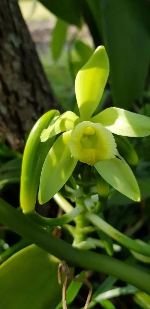 Spring in Reva Castel