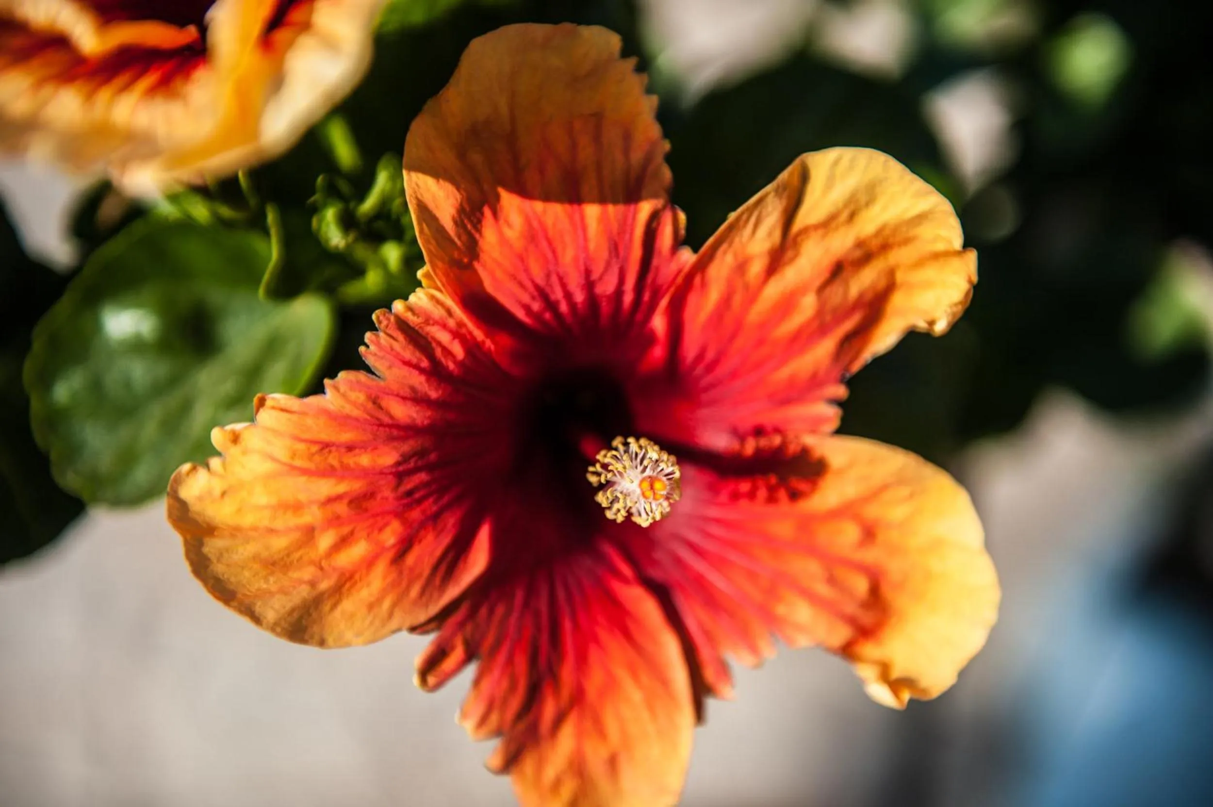 Natural landscape in SeaFront Stone Suites