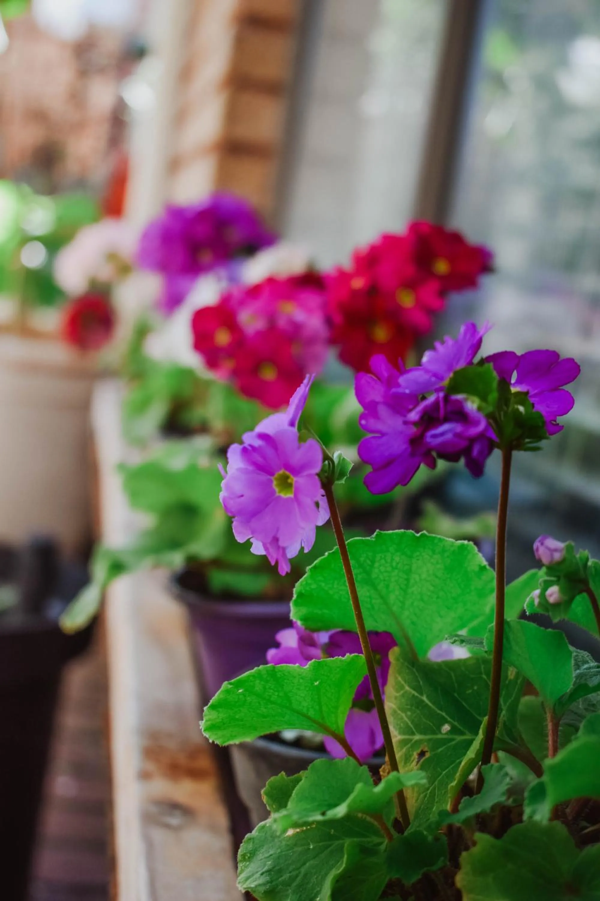 Garden in Eldorado Lodge CC