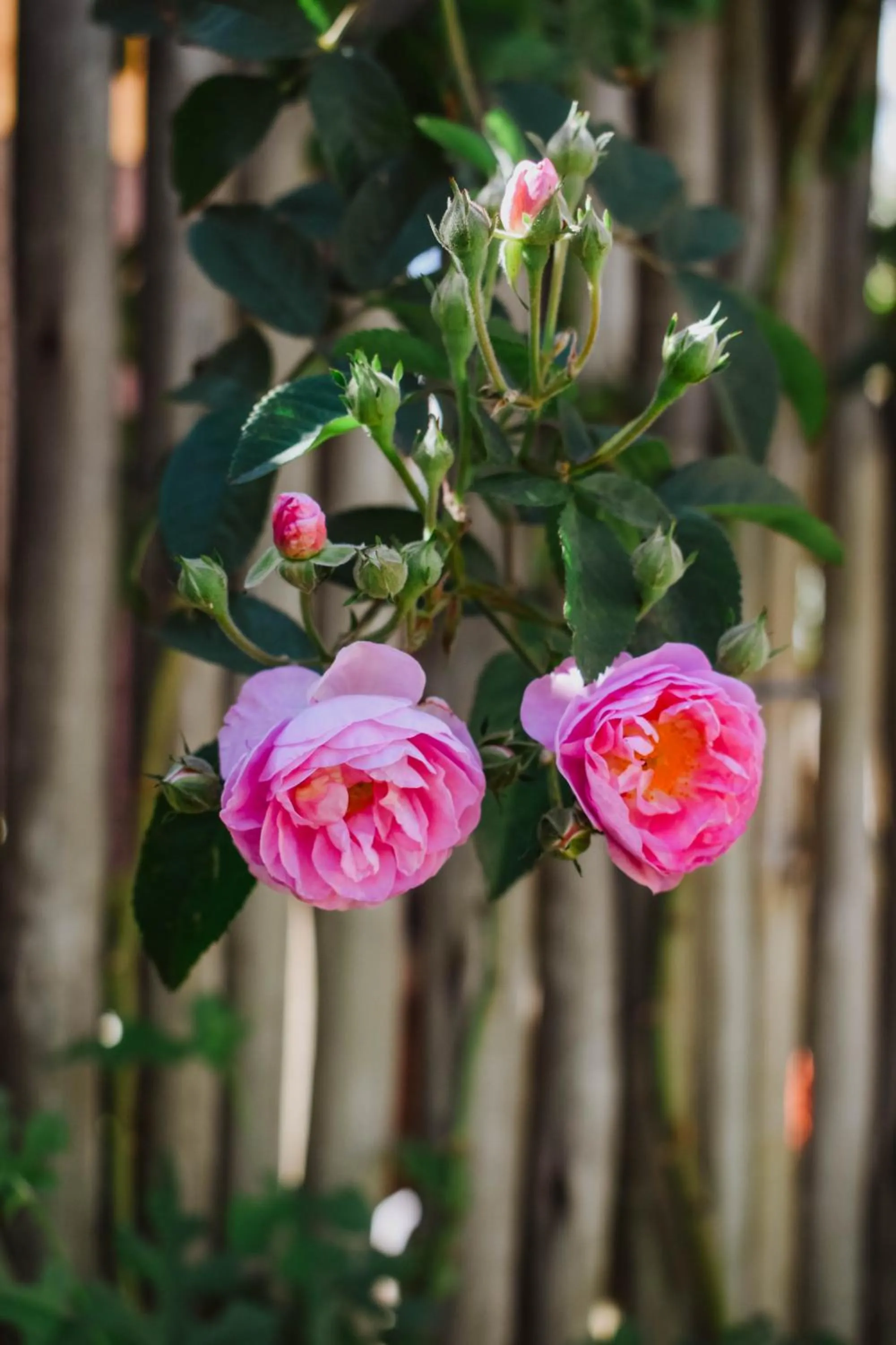 Garden in Eldorado Lodge CC