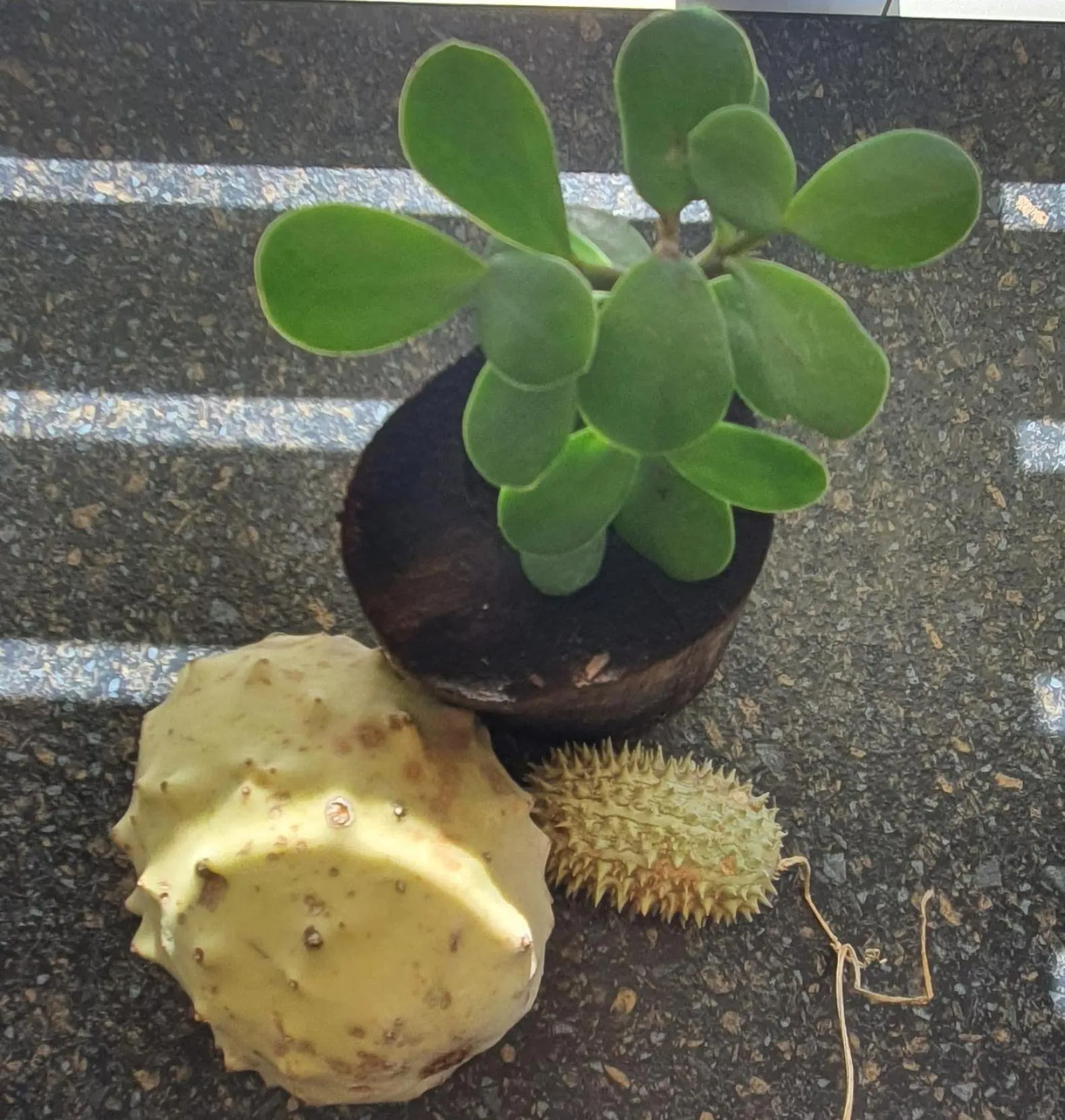 Decorative detail in Eldorado Lodge CC