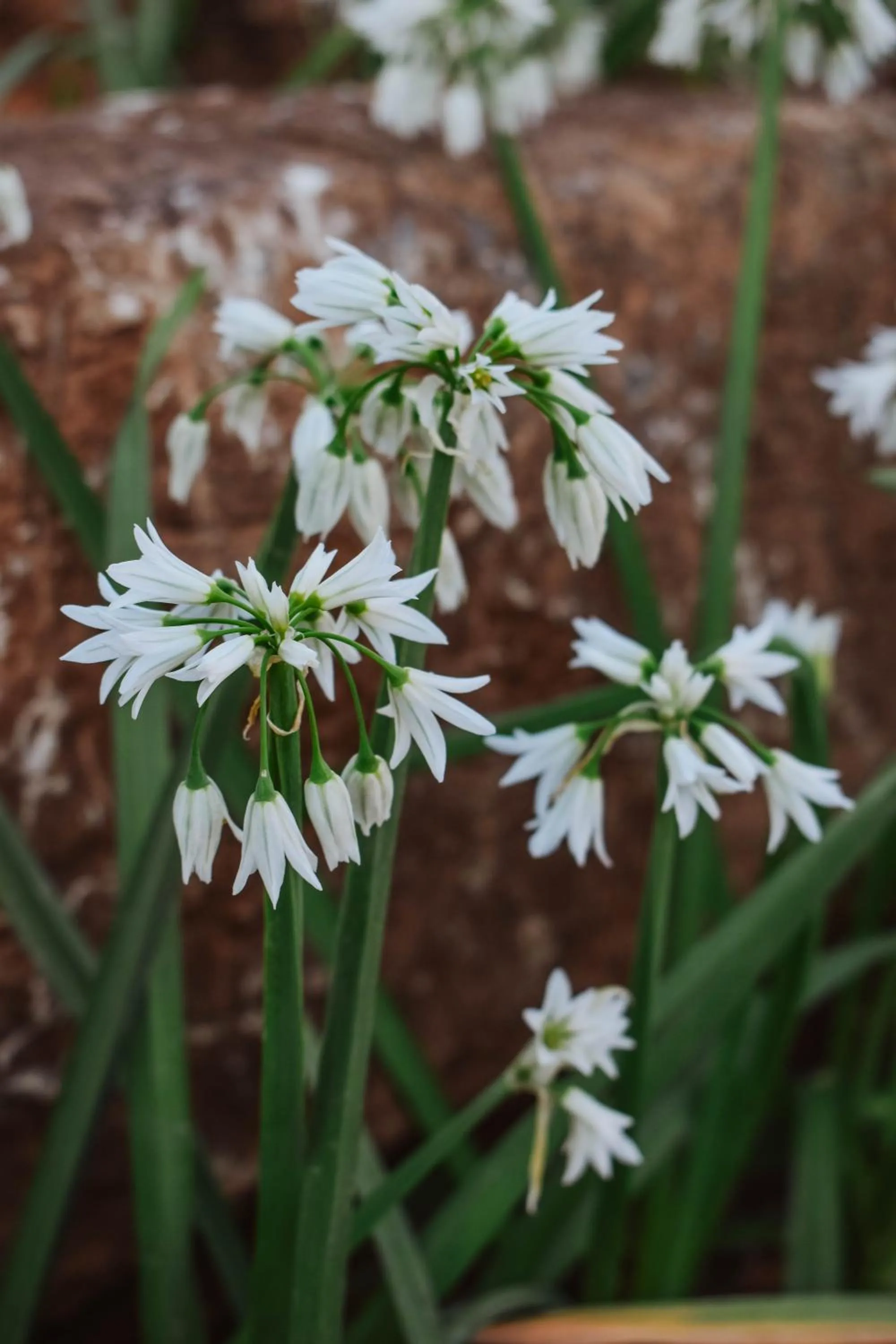 Garden in Eldorado Lodge CC