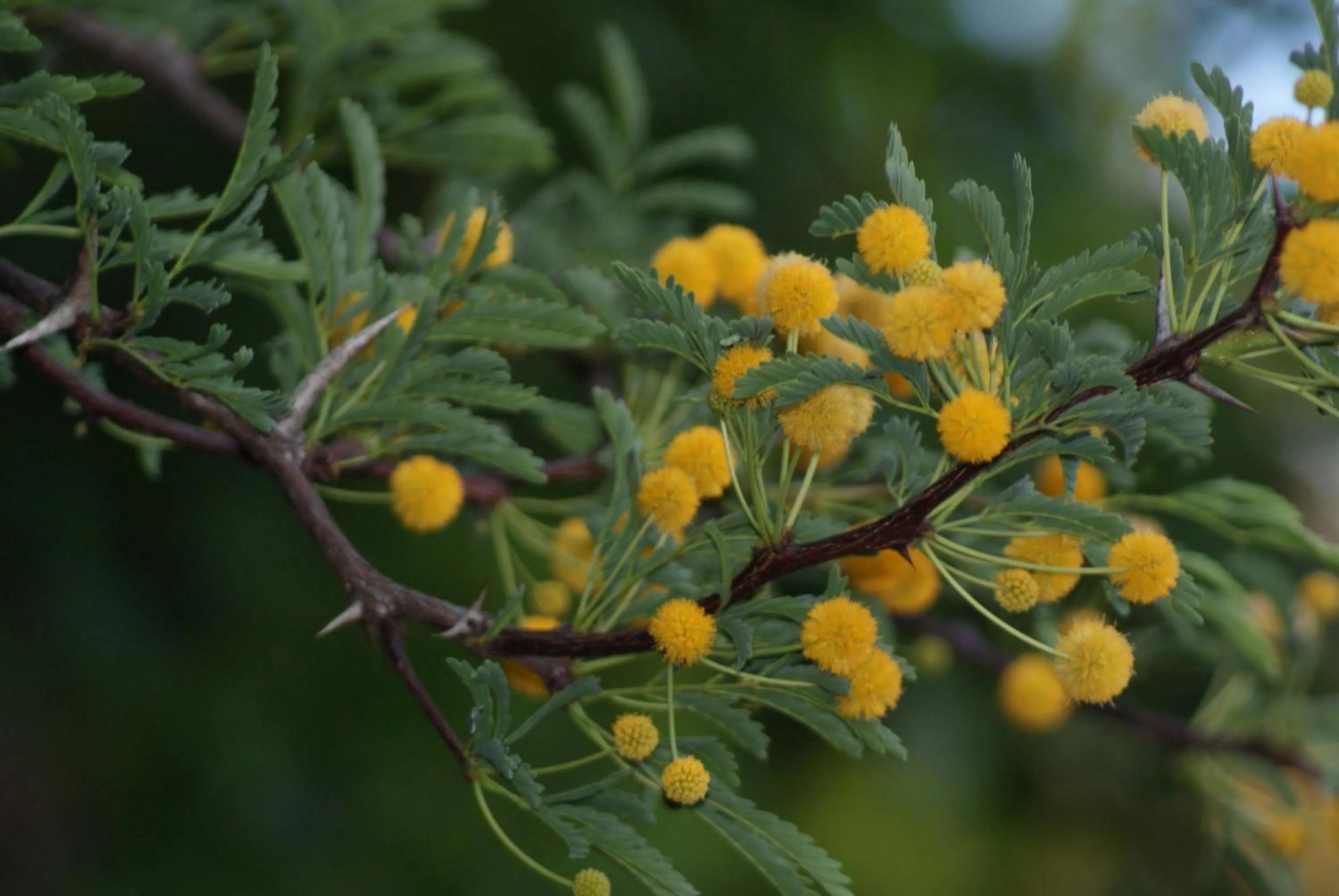 Neighbourhood in Eldorado Lodge CC