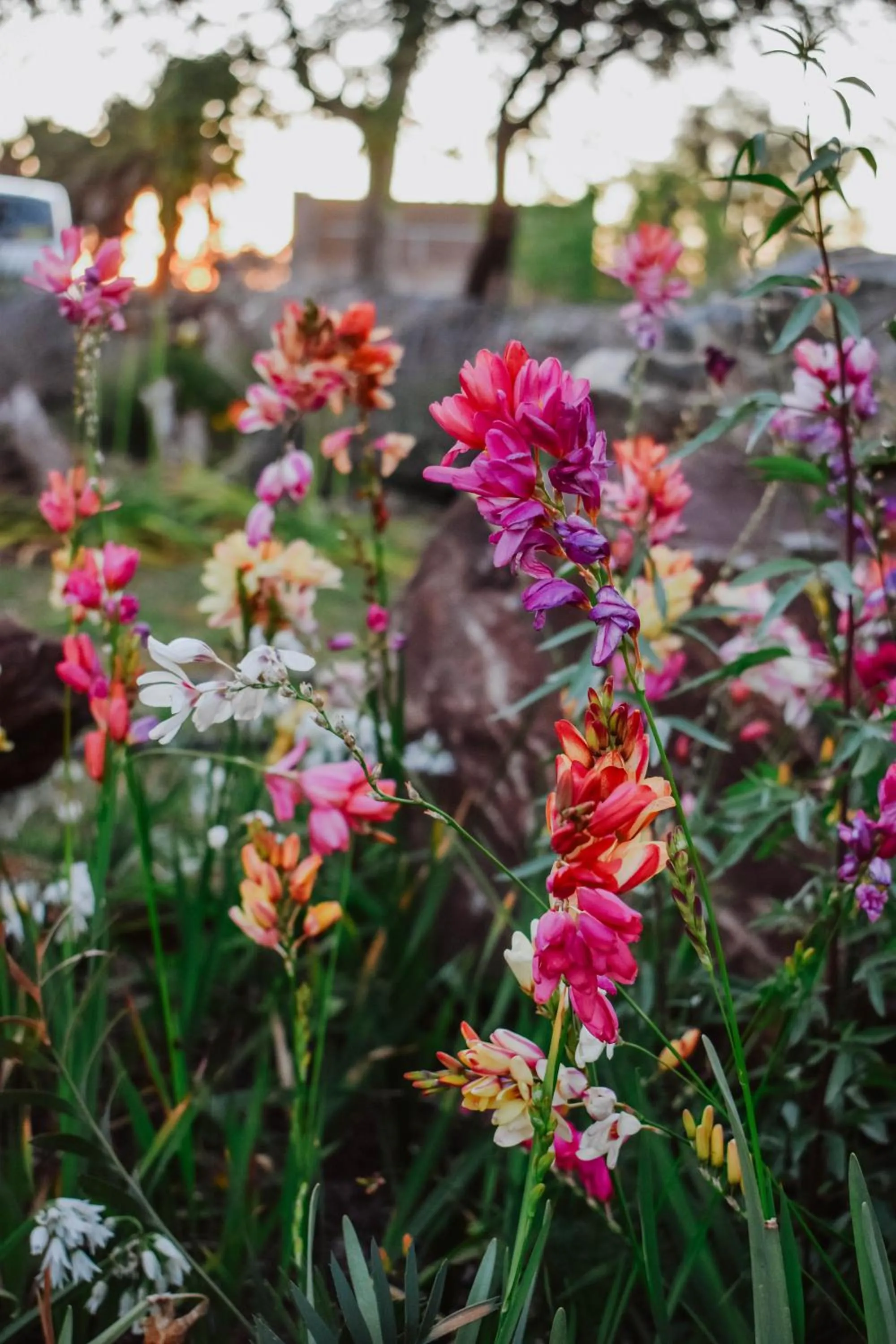 Garden in Eldorado Lodge CC