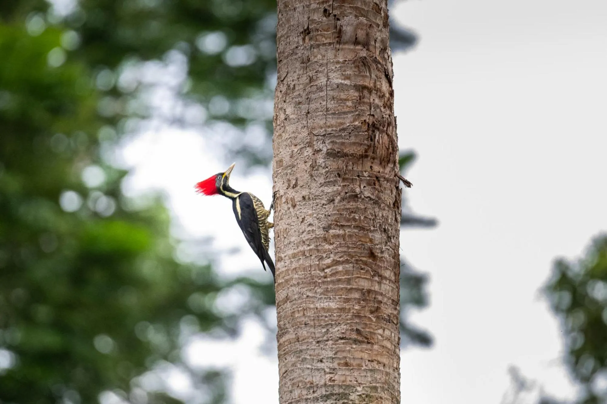 Other in Hotel Villa Mercedes Palenque
