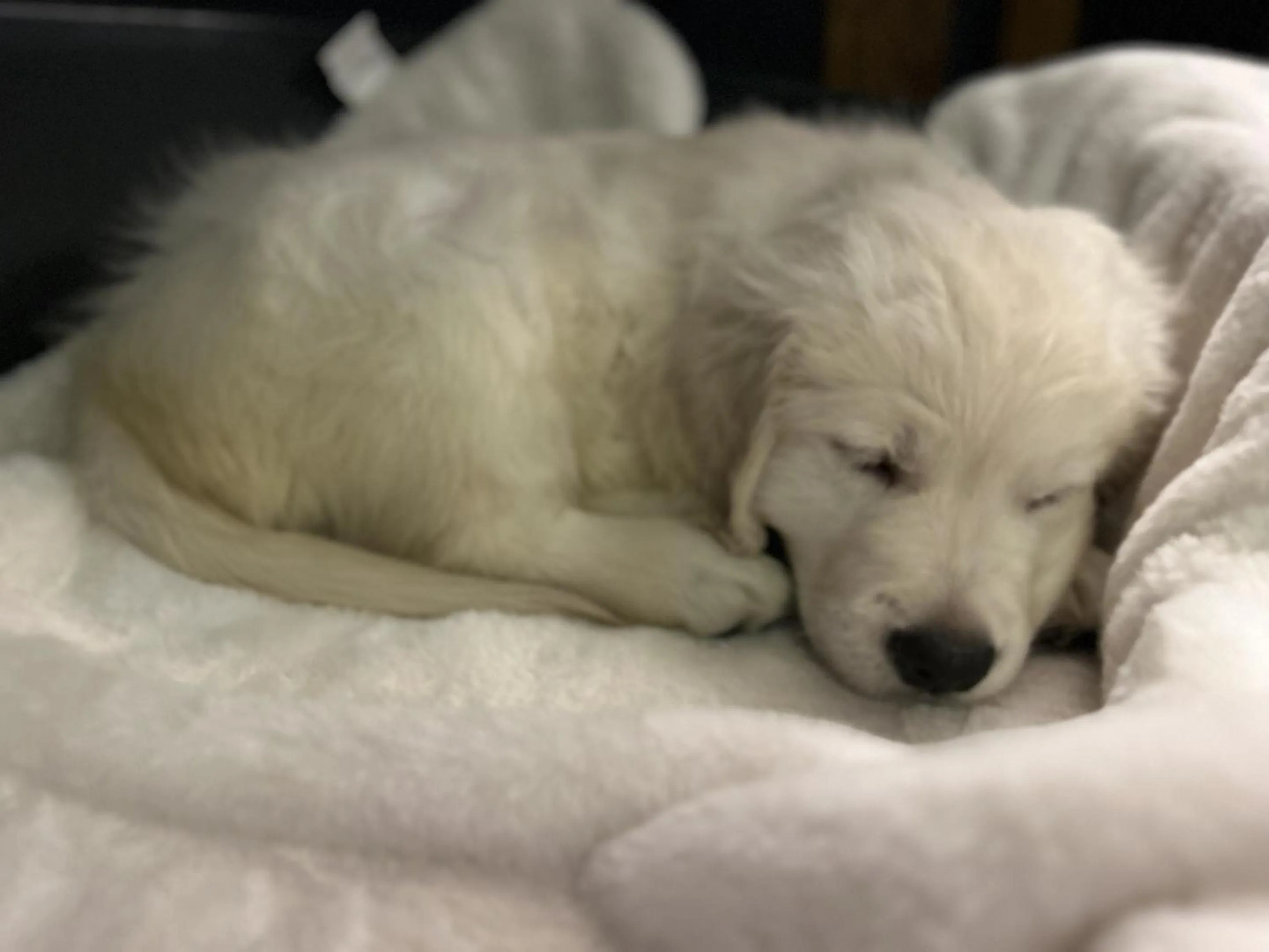 Other in The Golden Fleece