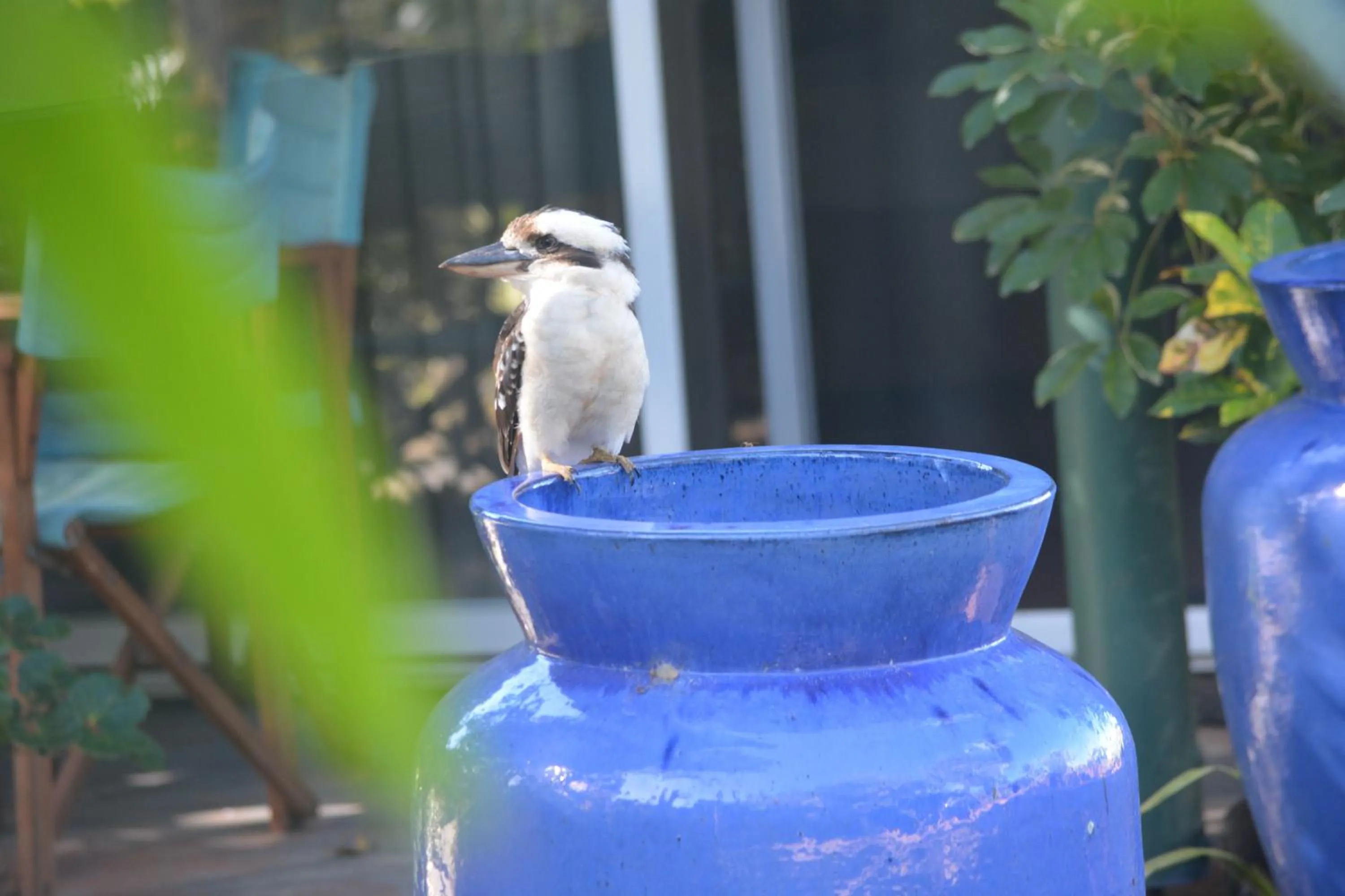 Animals in Rainforest Motel