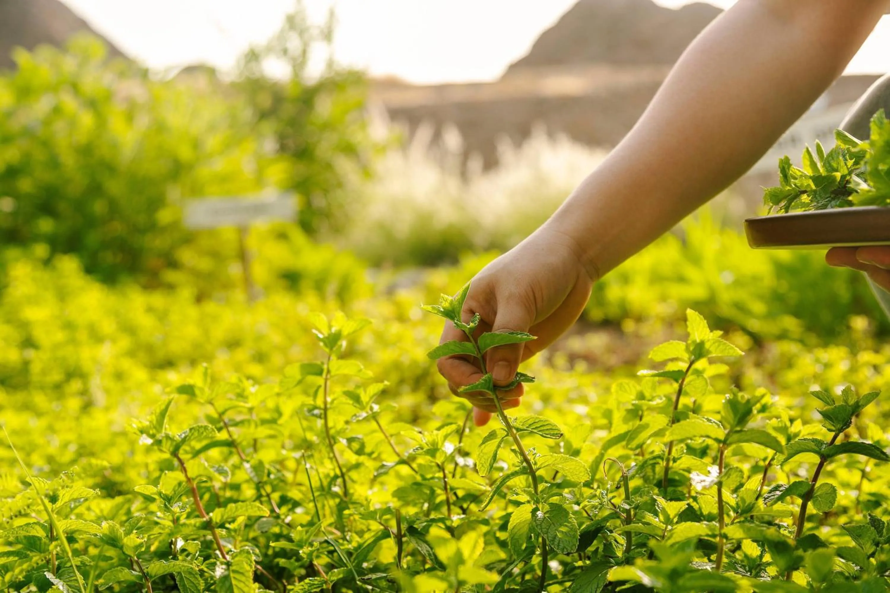 Spa and wellness centre/facilities in Al Bustan Palace, a Ritz-Carlton Hotel