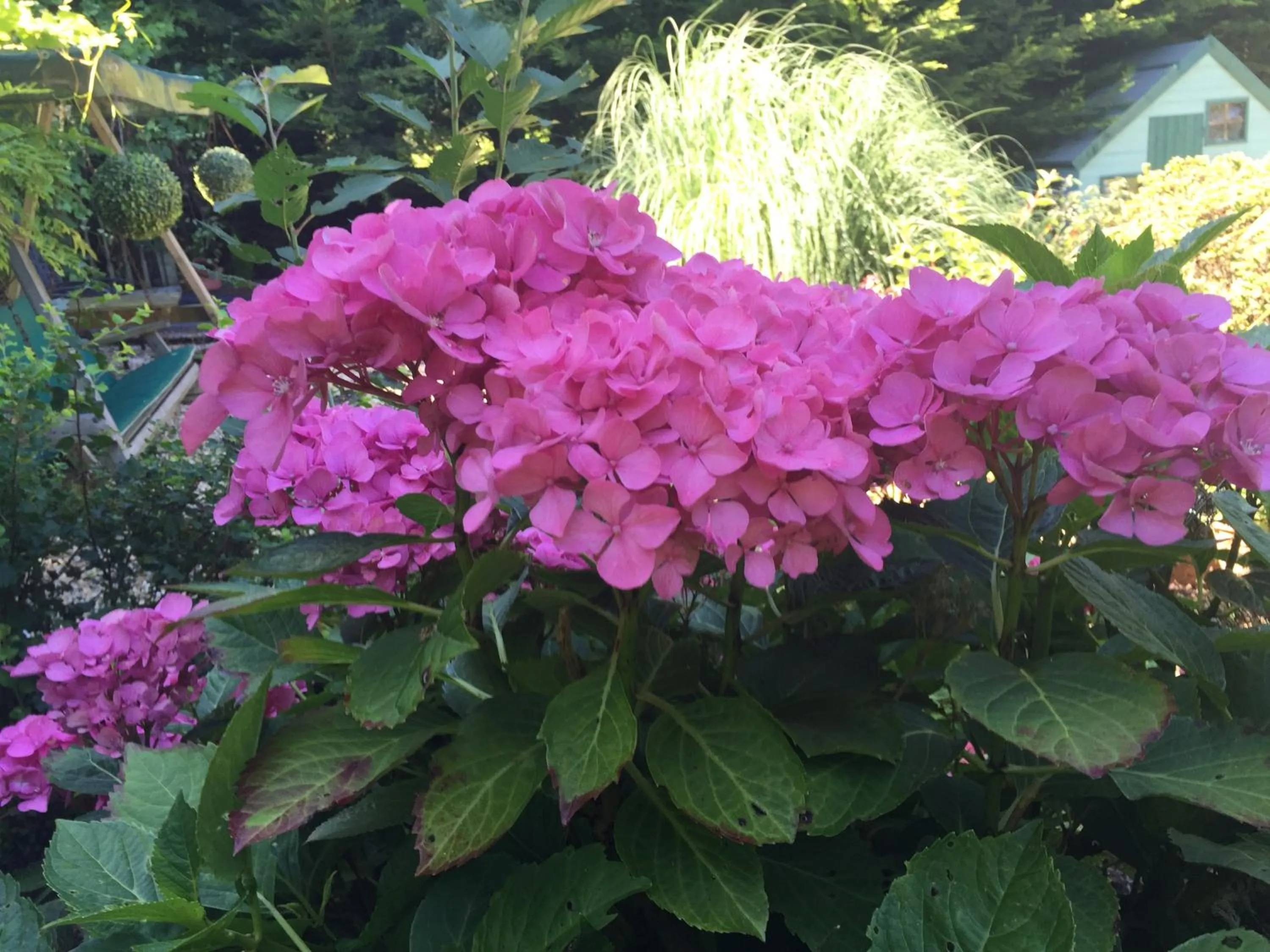 Garden in Beechwood B and B