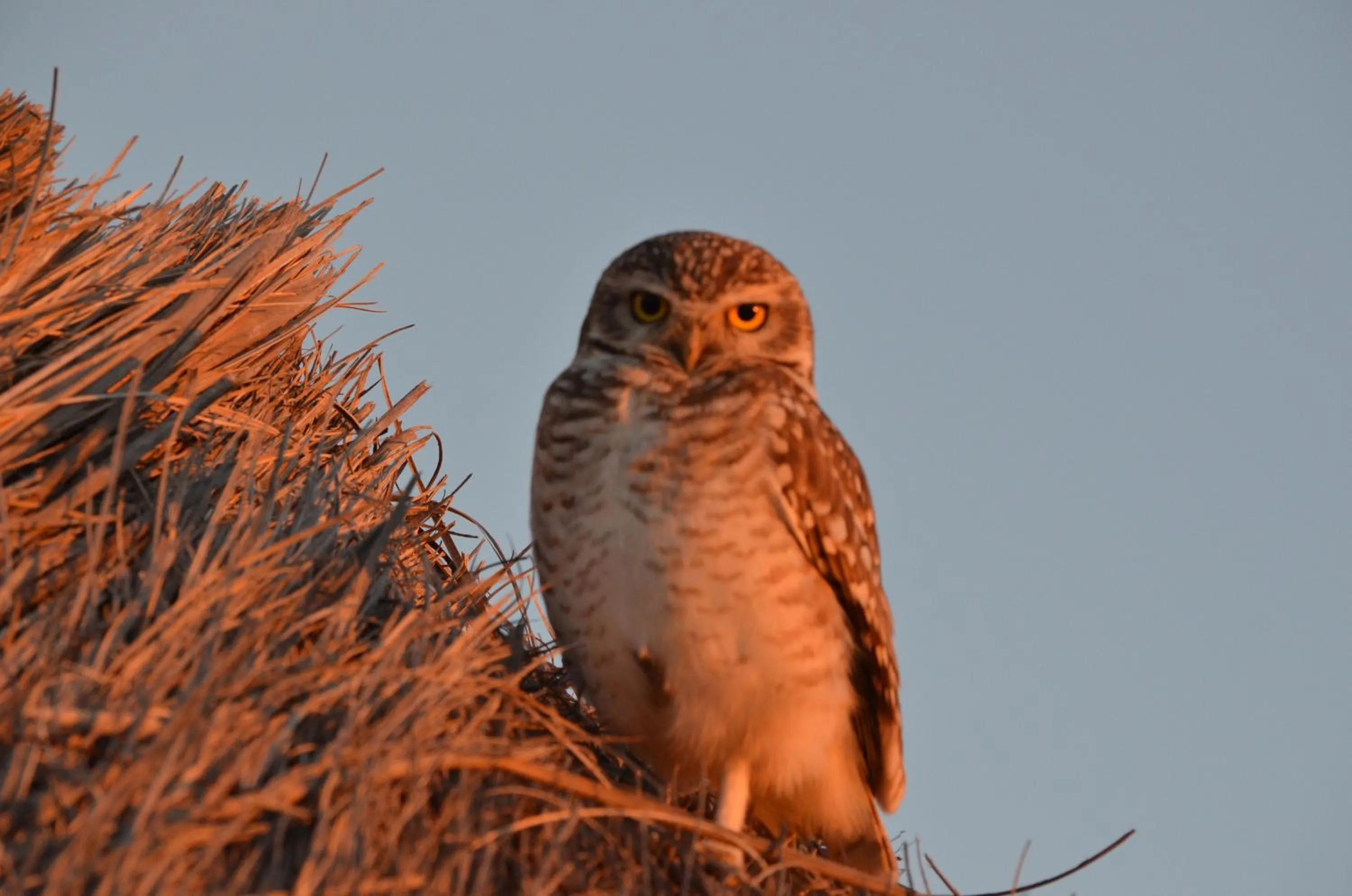 Pets in Howard Johnson Resort Spa & Convention Center