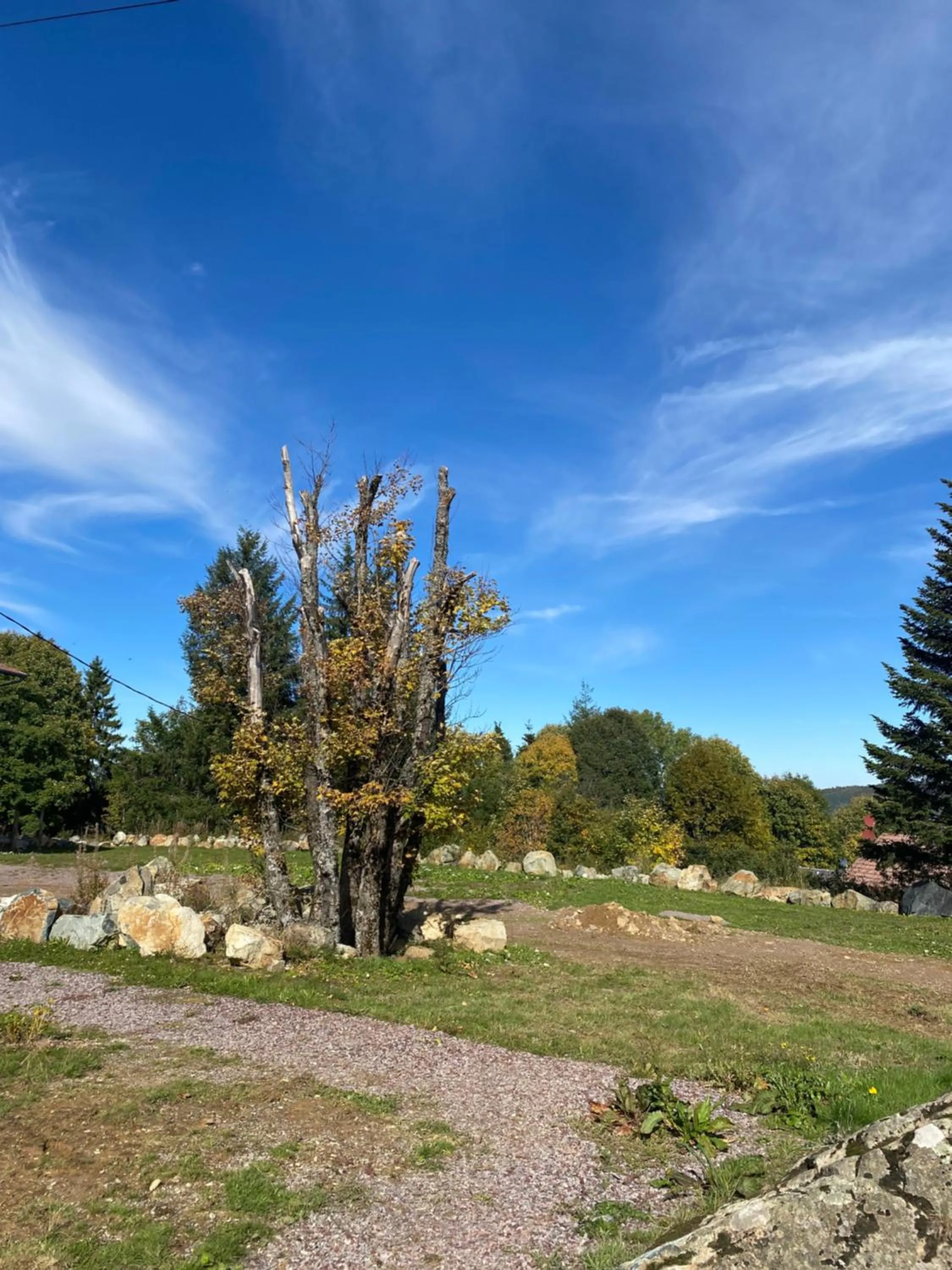 Garden in Hotel Restaurant Mont Champ du Feu