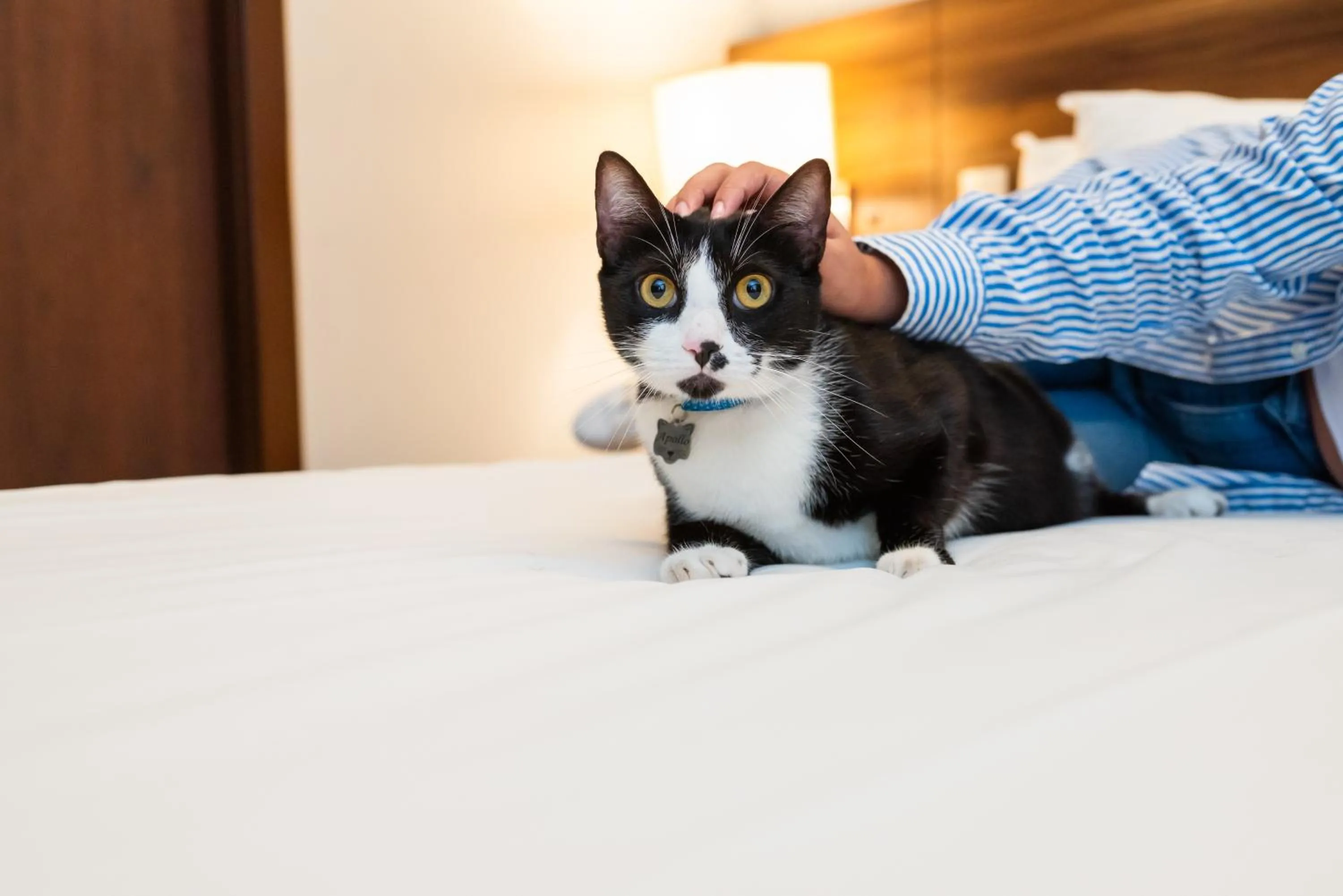 Pets in Mercure Belem Boulevard