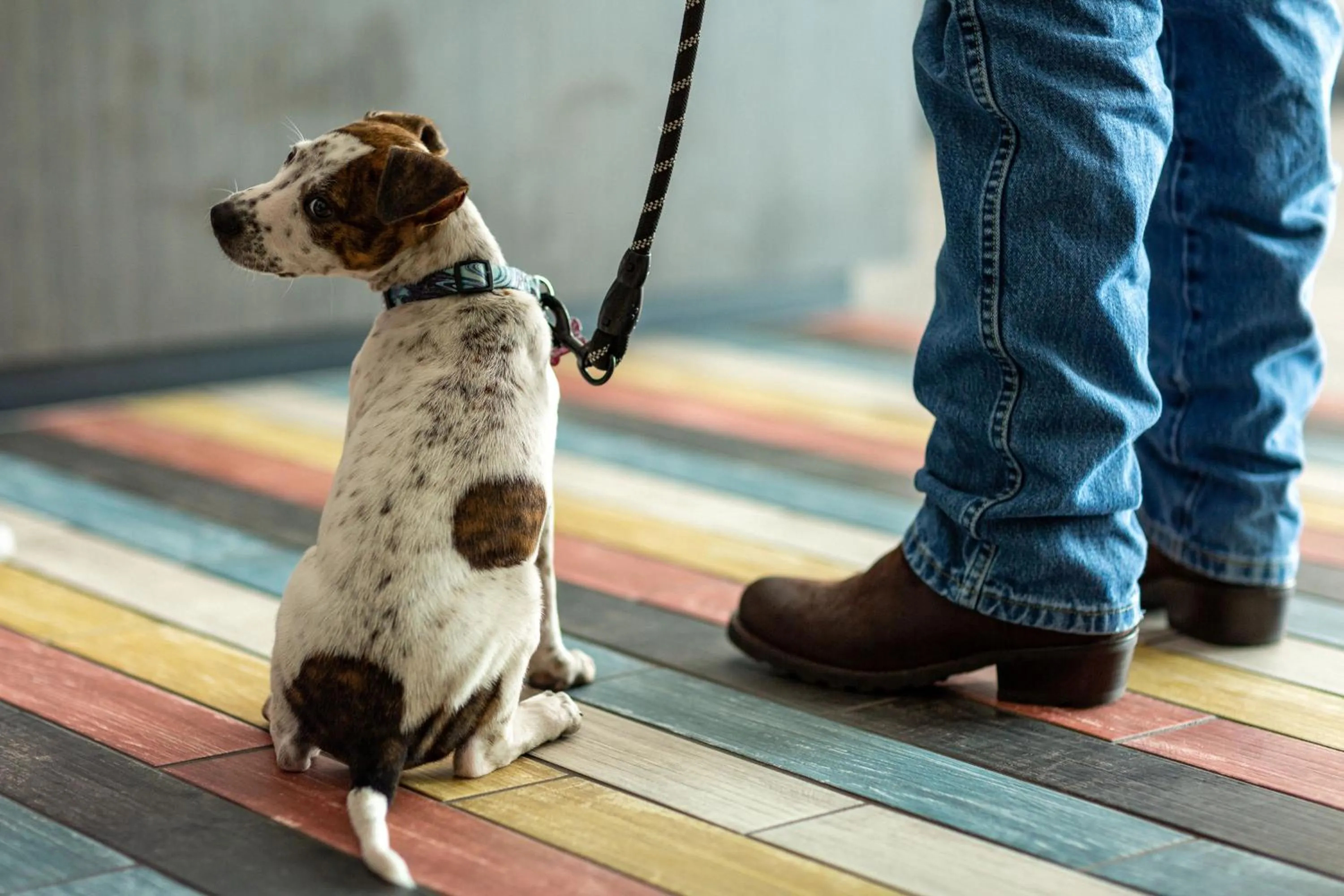Pets in Motel 6 Sault Ste. Marie, ON