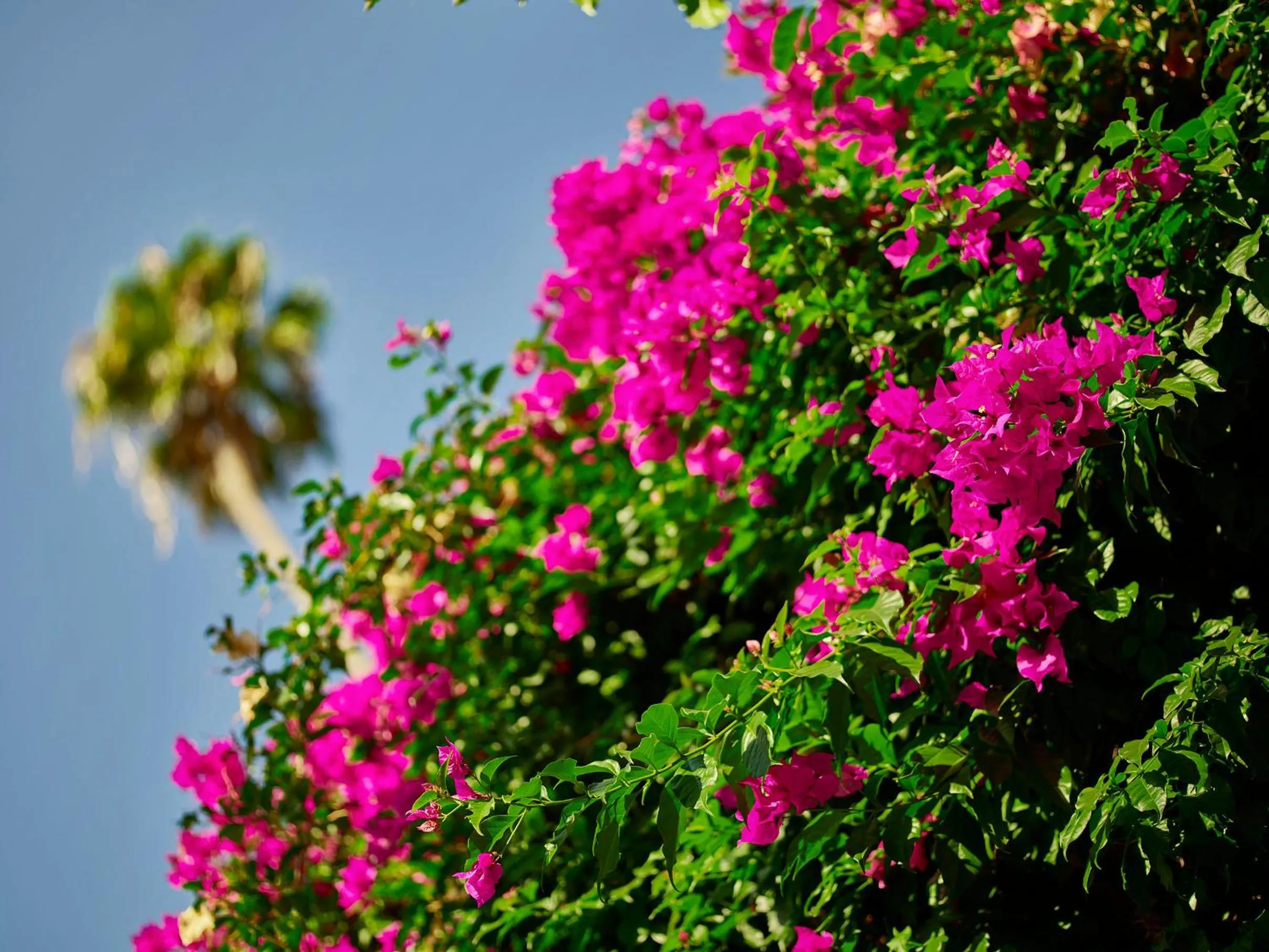 Garden in Hotel Bel-Air - Dorchester Collection