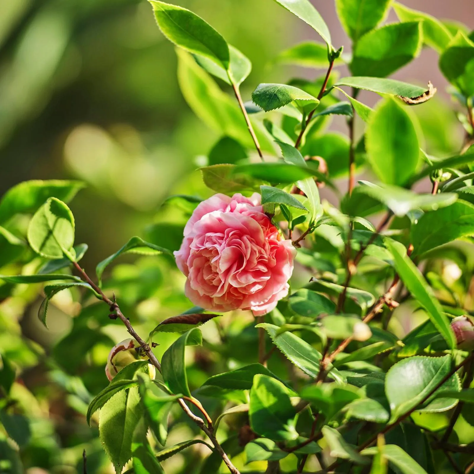 Garden in Hotel Bel-Air - Dorchester Collection
