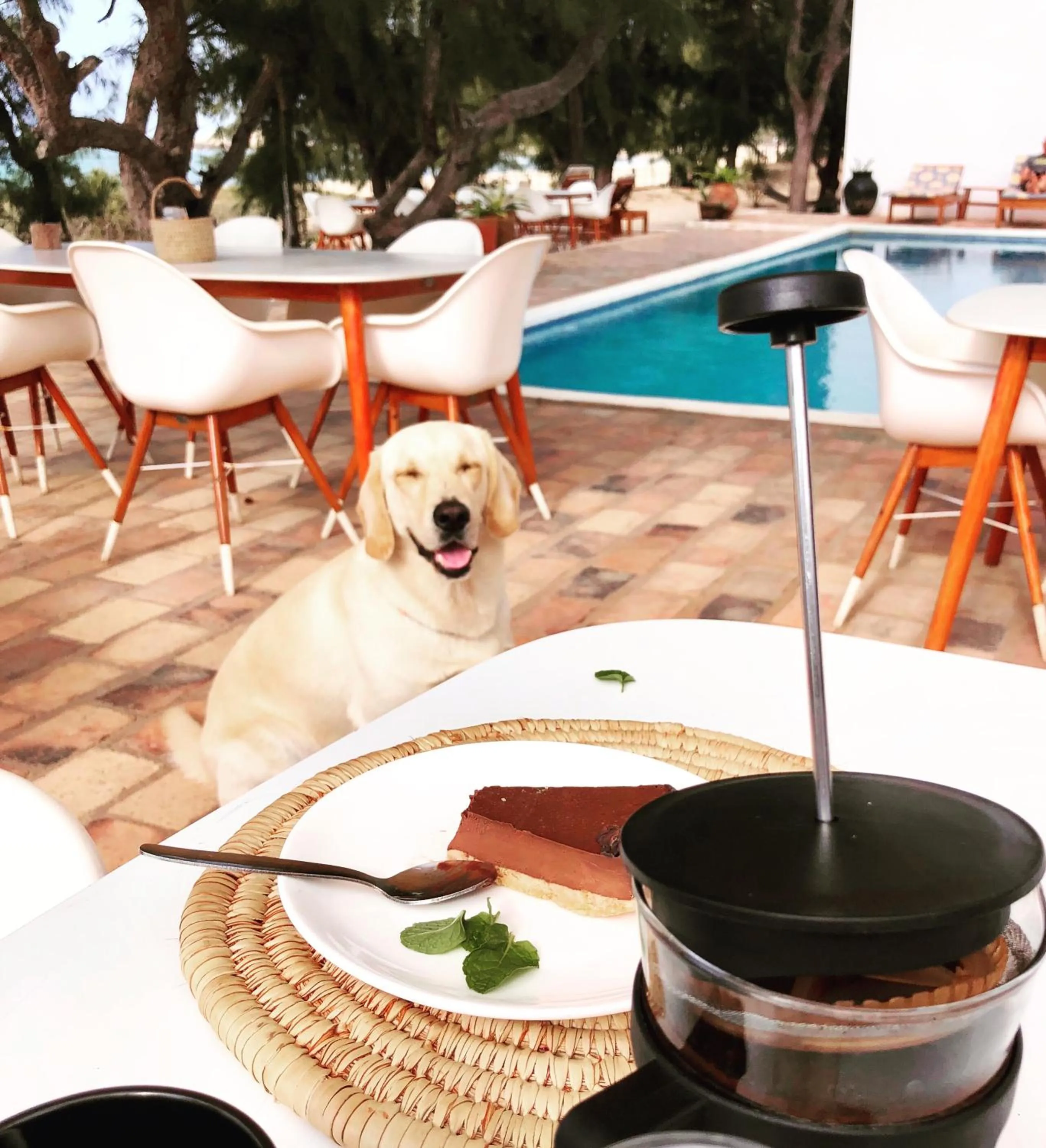 Pets in Liquid Dive Adventures