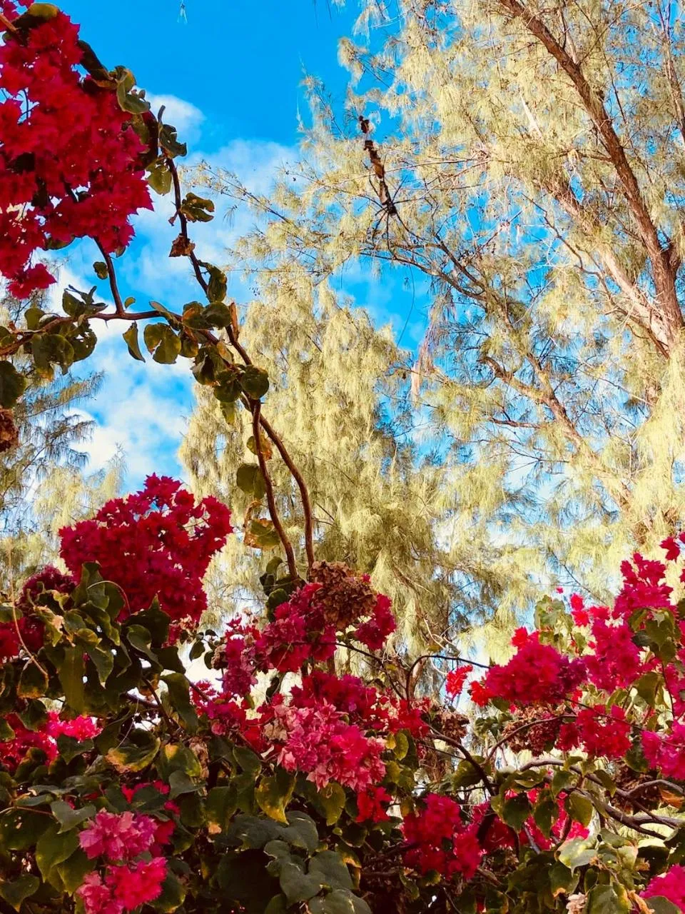 Garden in Liquid Dive Adventures