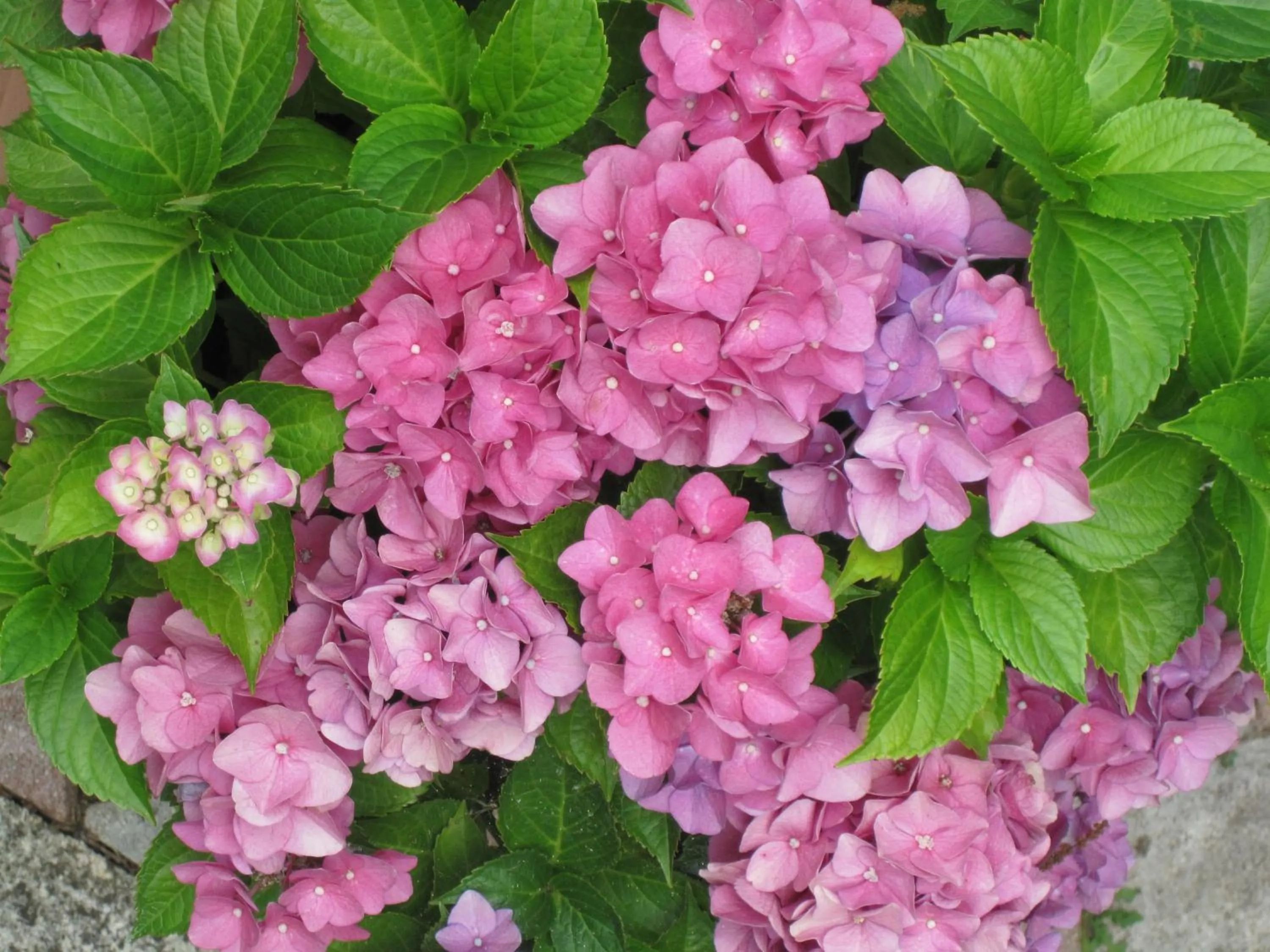 Spring in Hotel Gioia Garden