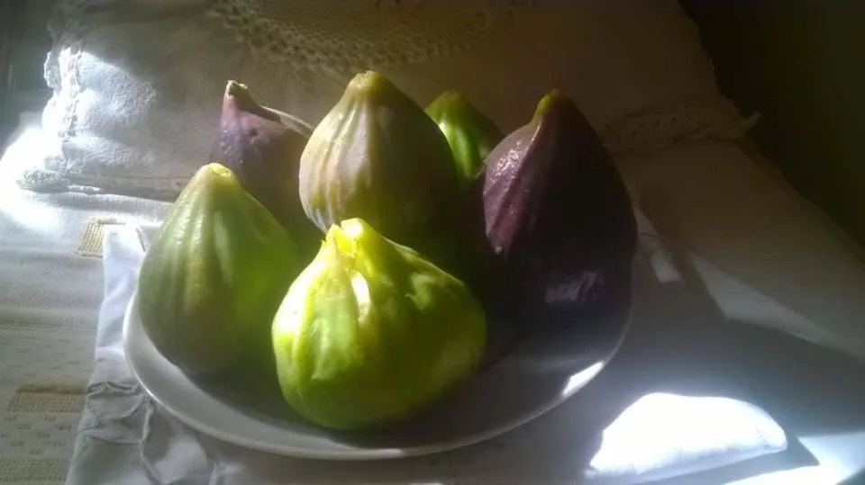 Summer in Trulli Villa Gloria