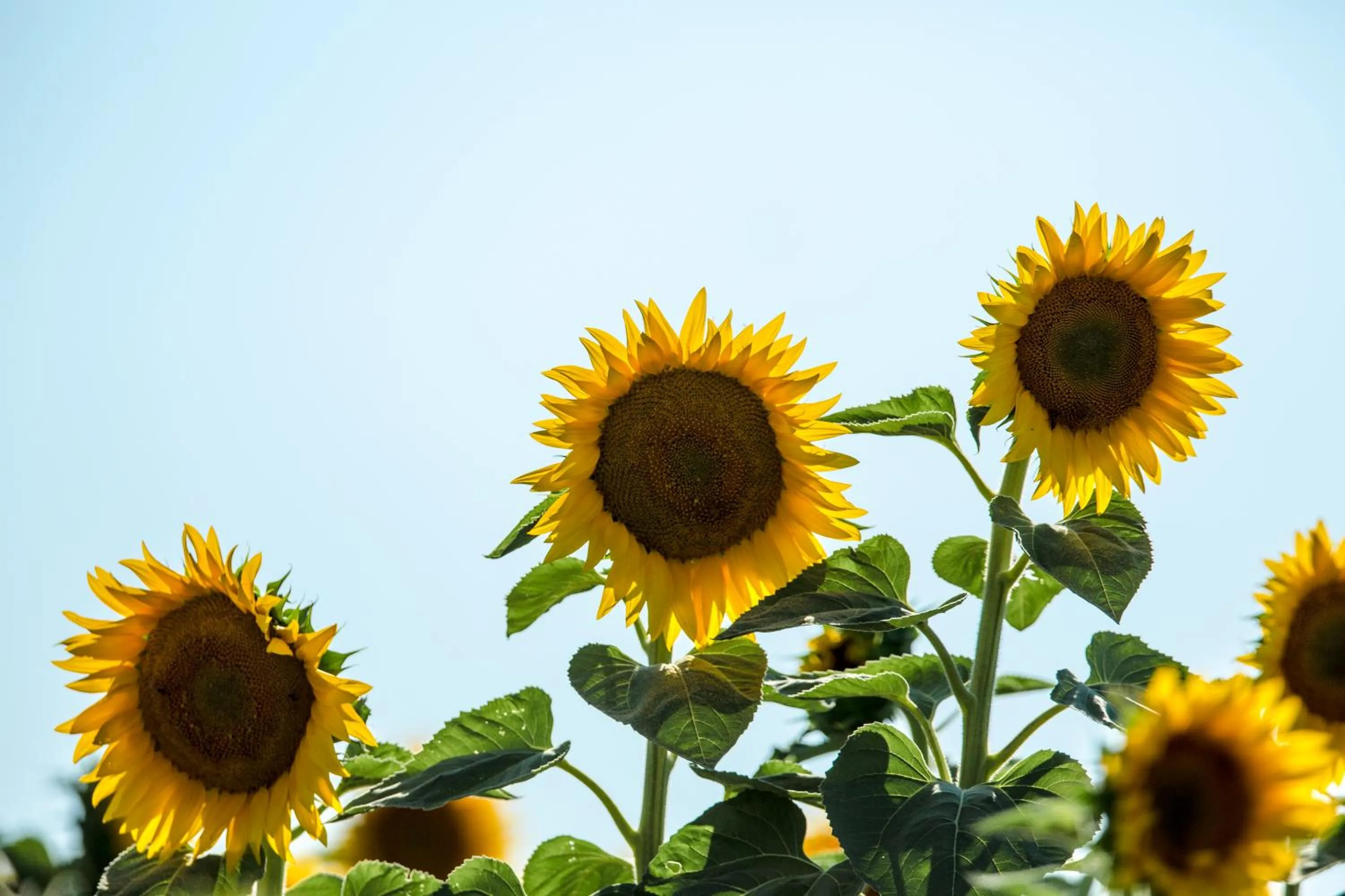 Summer in Locanda La Gozzetta