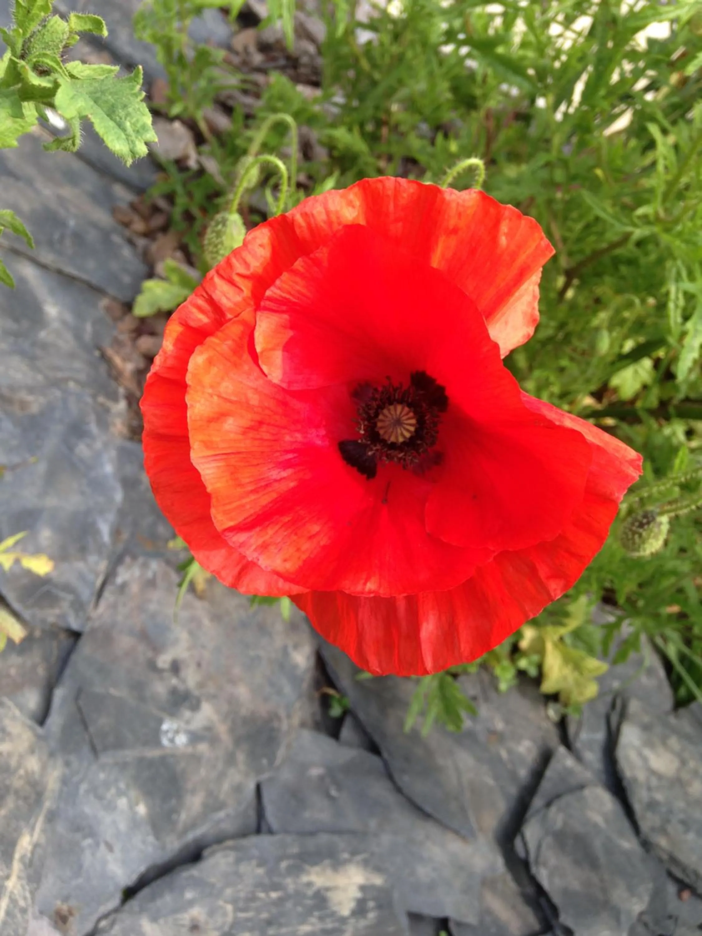 Garden in Greenfield Chambres d'Hôtes