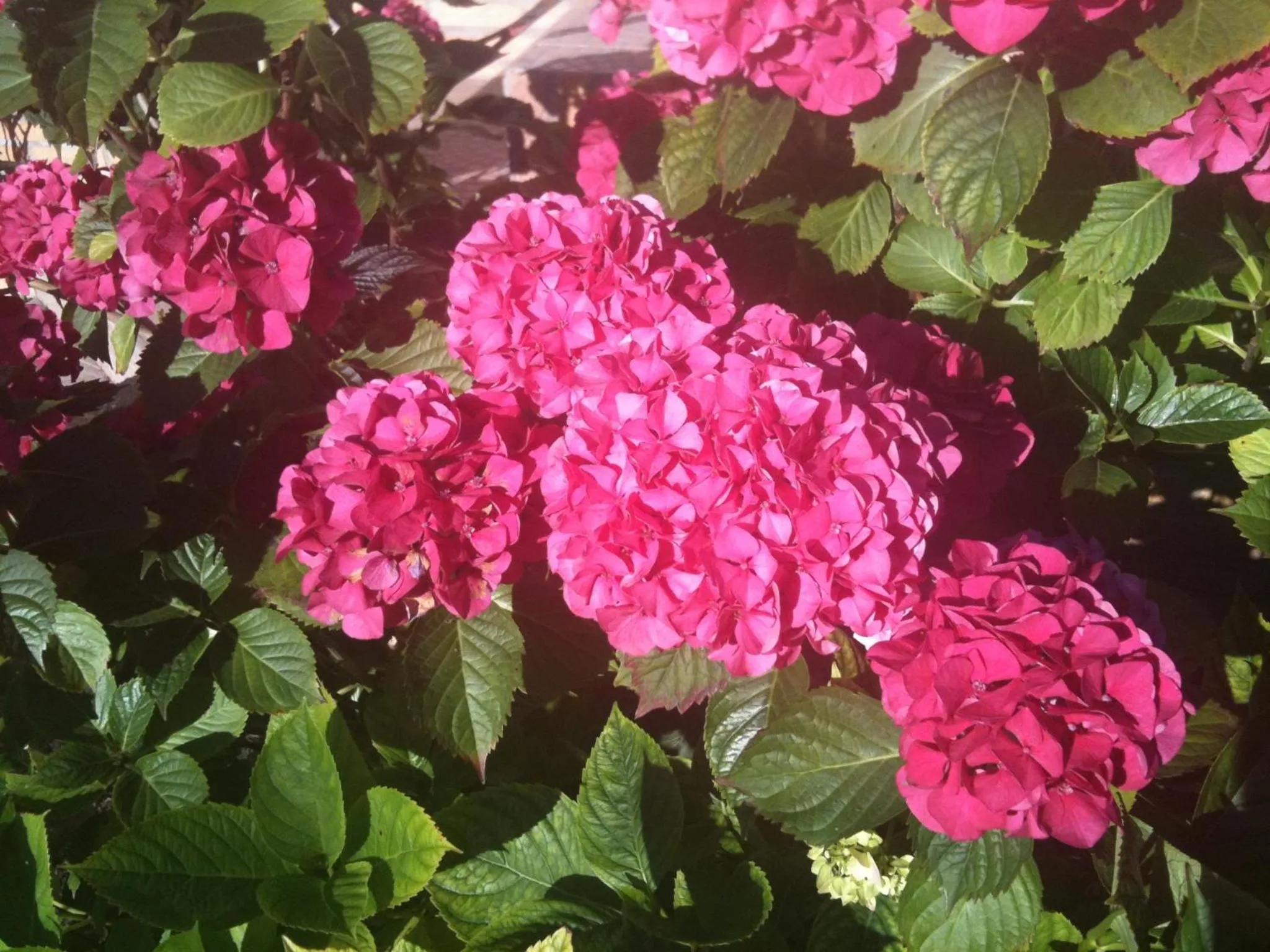 Garden in Greenfield Chambres d'Hôtes