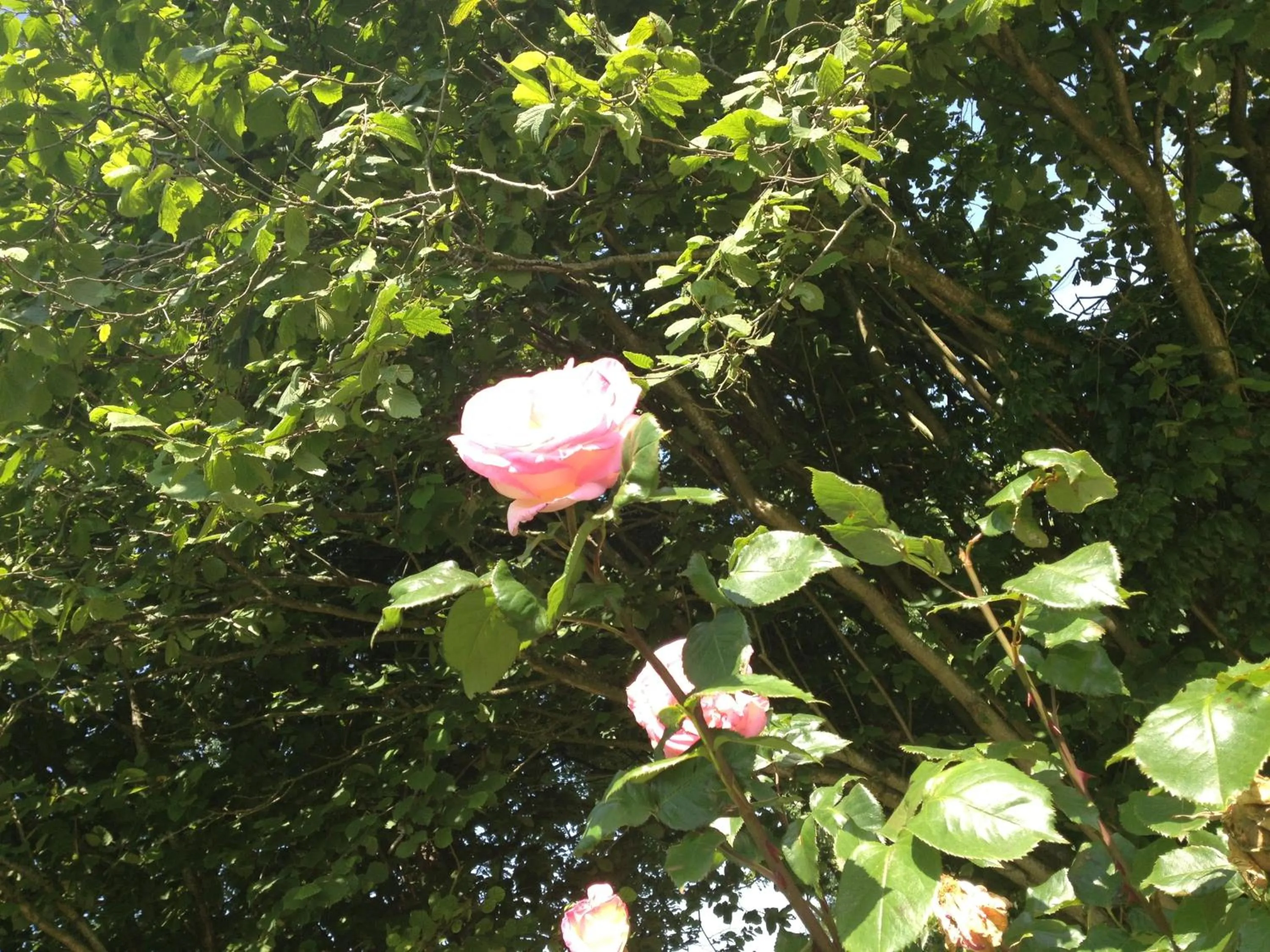Garden in Greenfield Chambres d'Hôtes