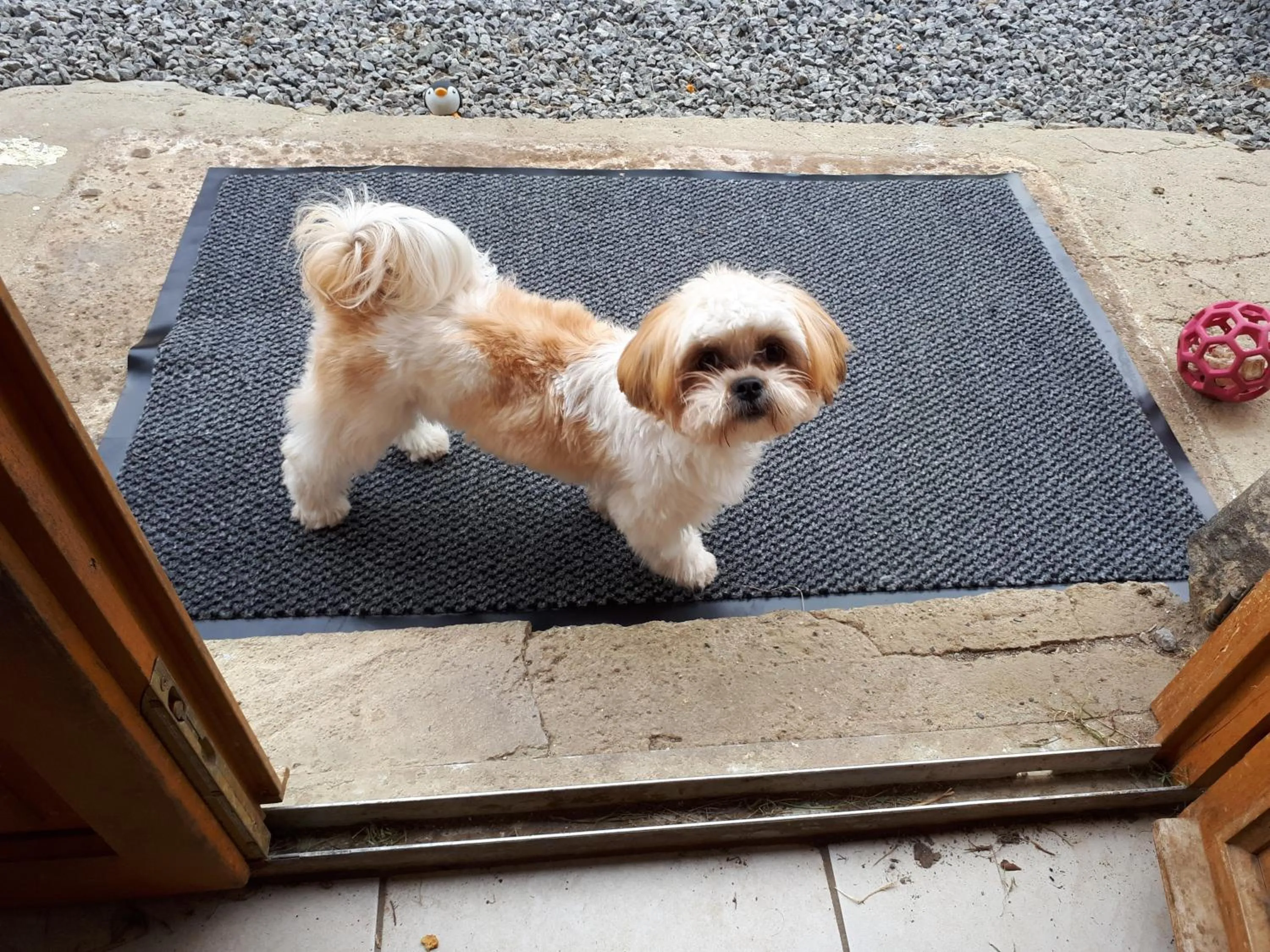 Pets in Chambres d'hôtes Chez Barbara