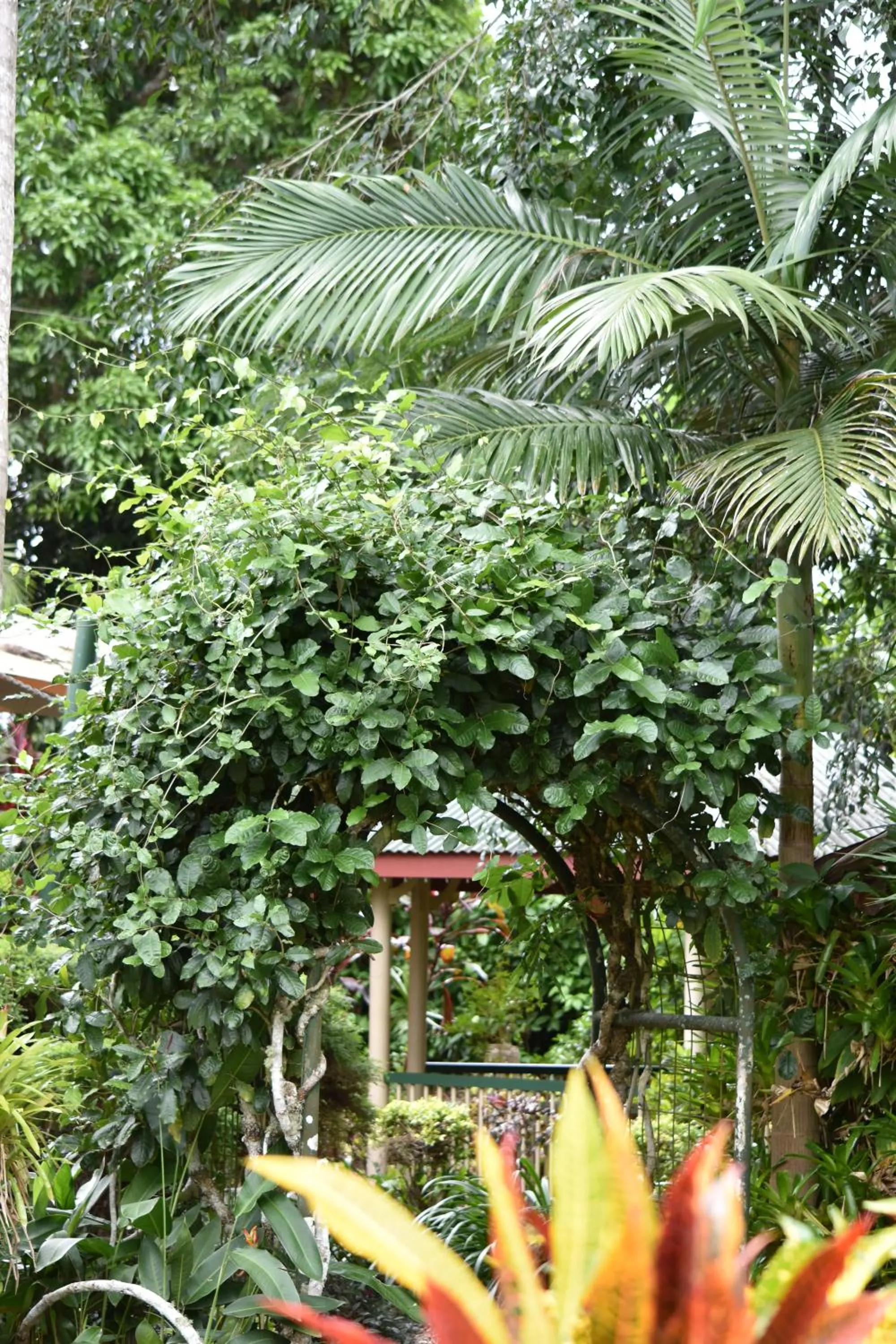 Garden in Eden House Retreat