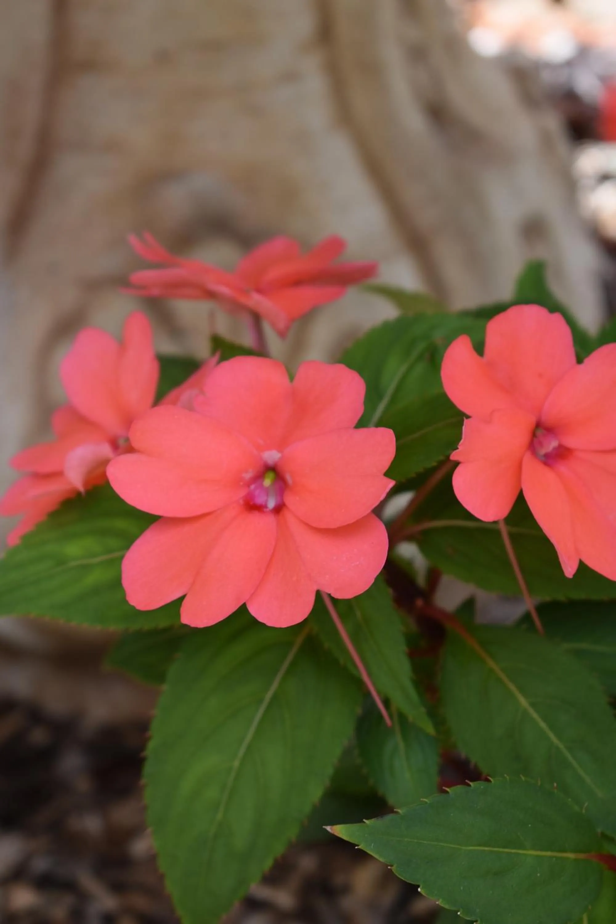 Garden in Eden House Retreat