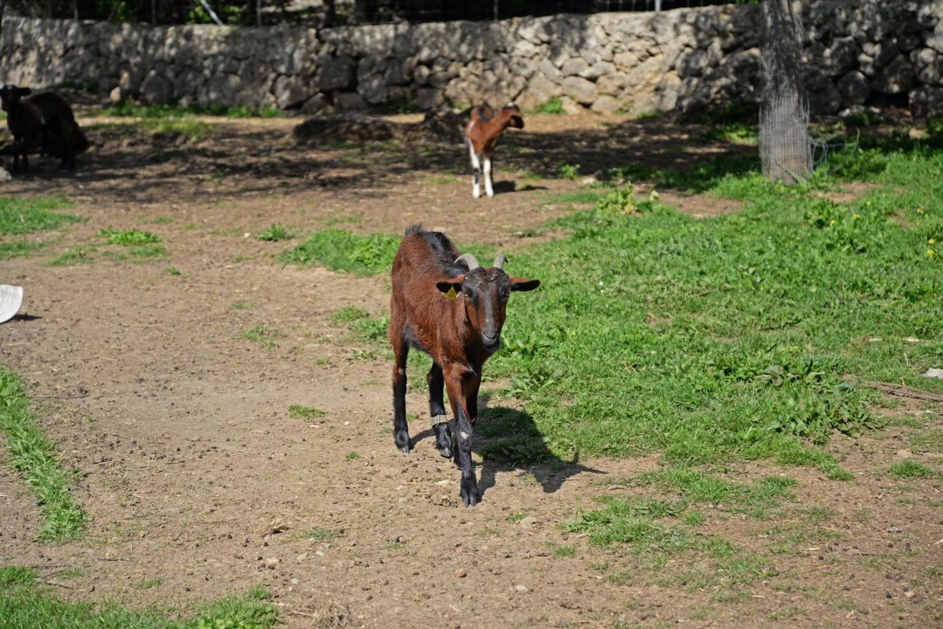 Animals in Finca - Agroturisme Sa Parellada