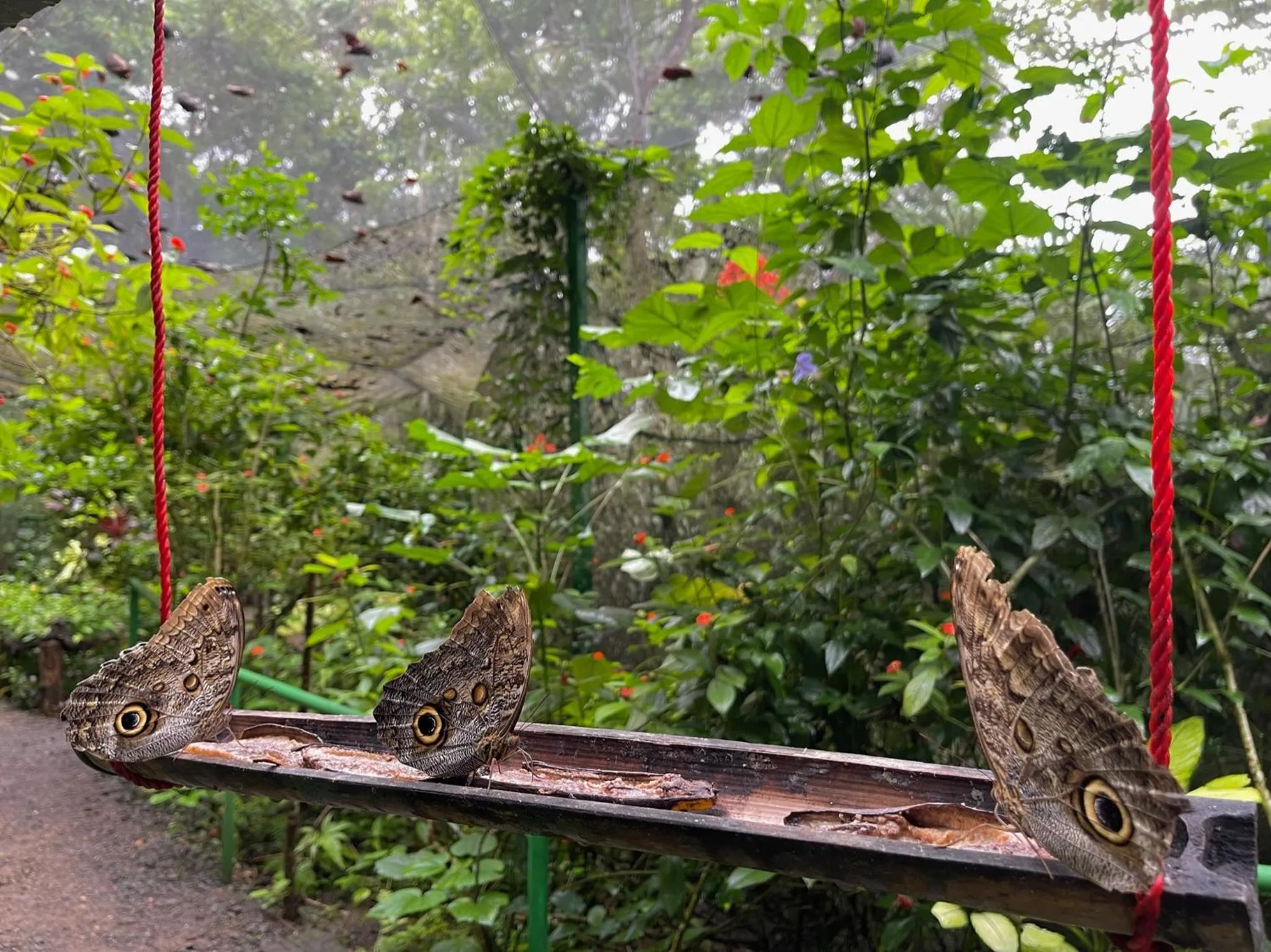 Property building in Summit Rainforest Golf Resort & All Inclusive