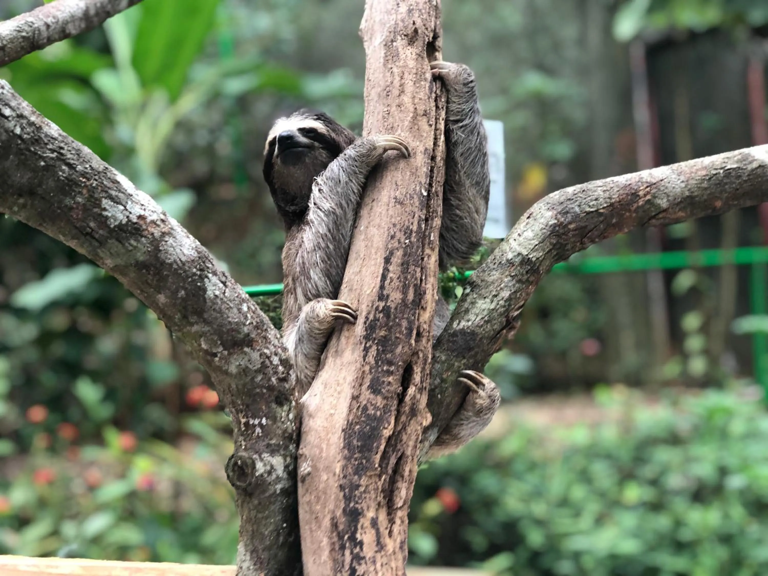 Activities in Summit Rainforest Golf Resort & All Inclusive