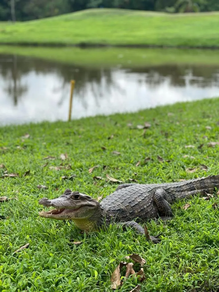 Animals in Summit Rainforest Golf Resort & All Inclusive