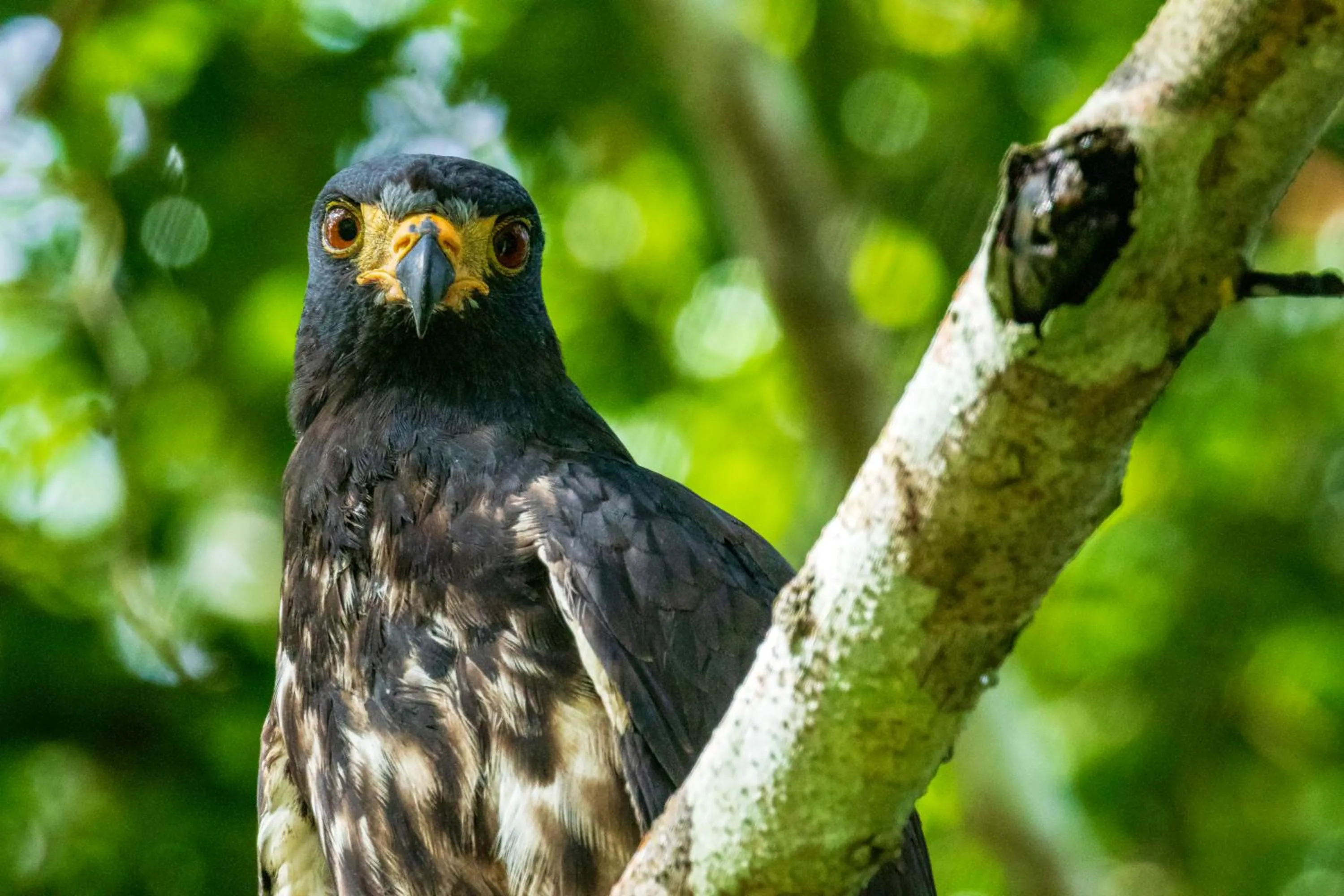 Animals in Summit Rainforest Golf Resort & All Inclusive