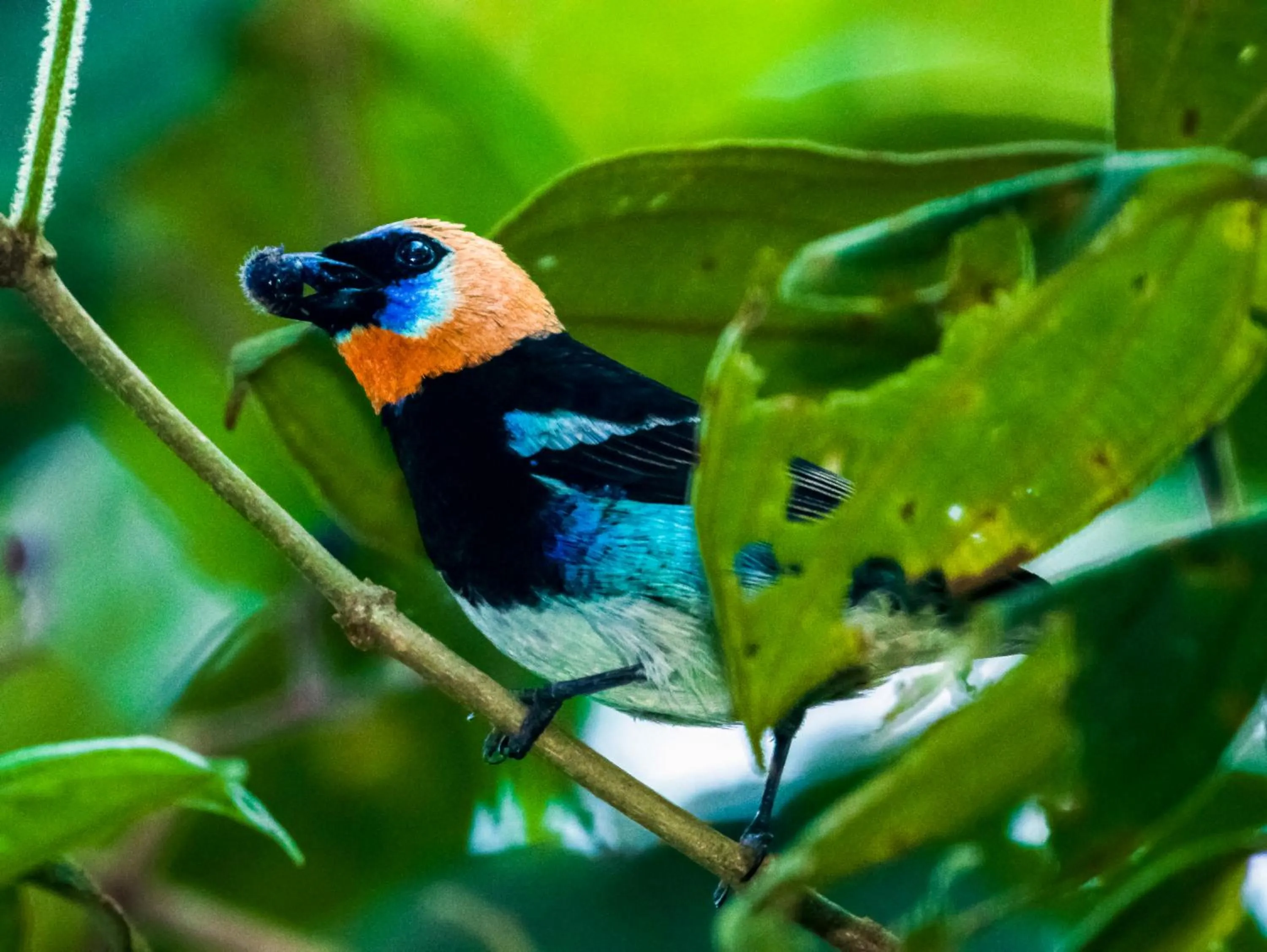 Animals in Summit Rainforest Golf Resort & All Inclusive