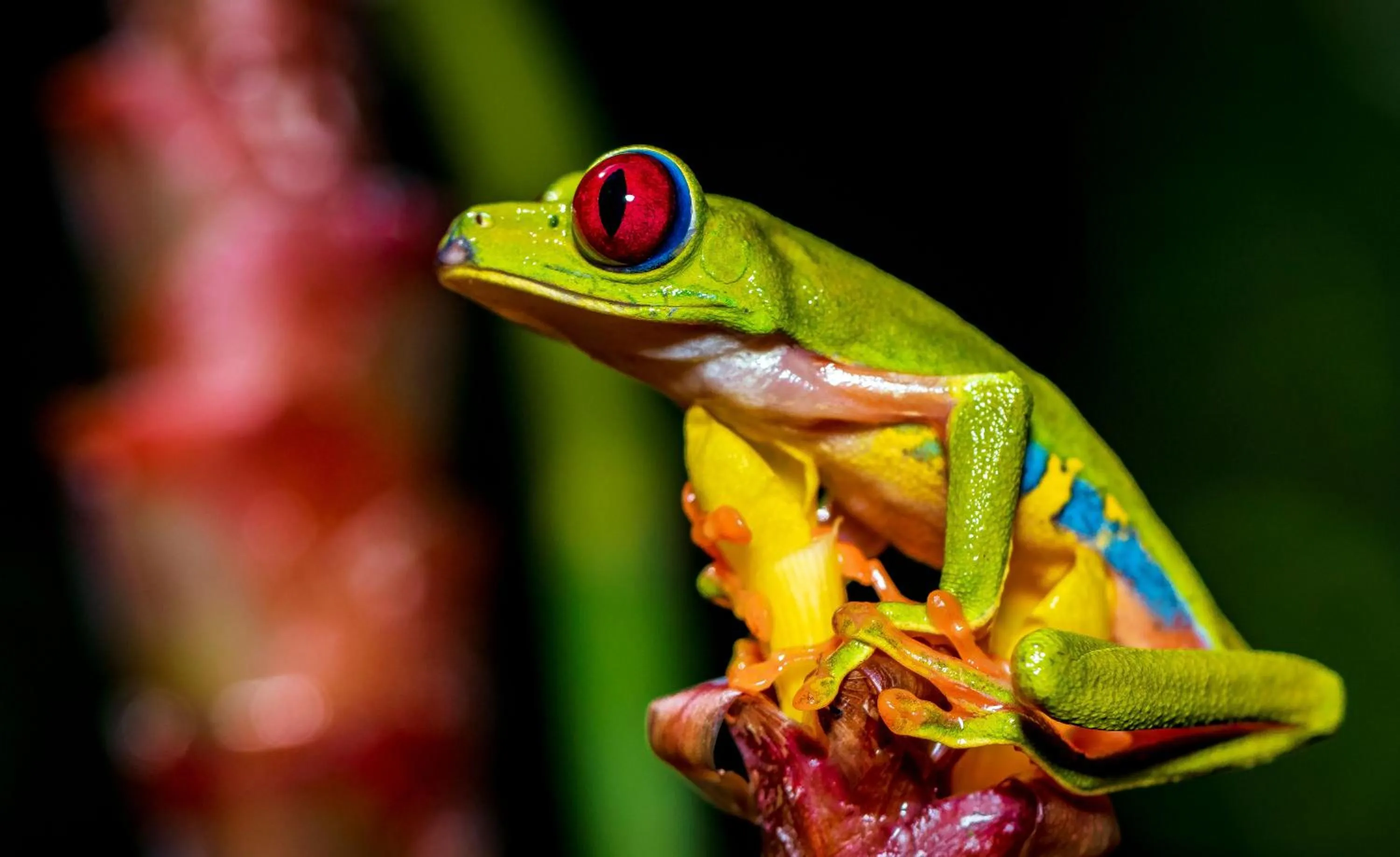 Animals in Summit Rainforest Golf Resort & All Inclusive