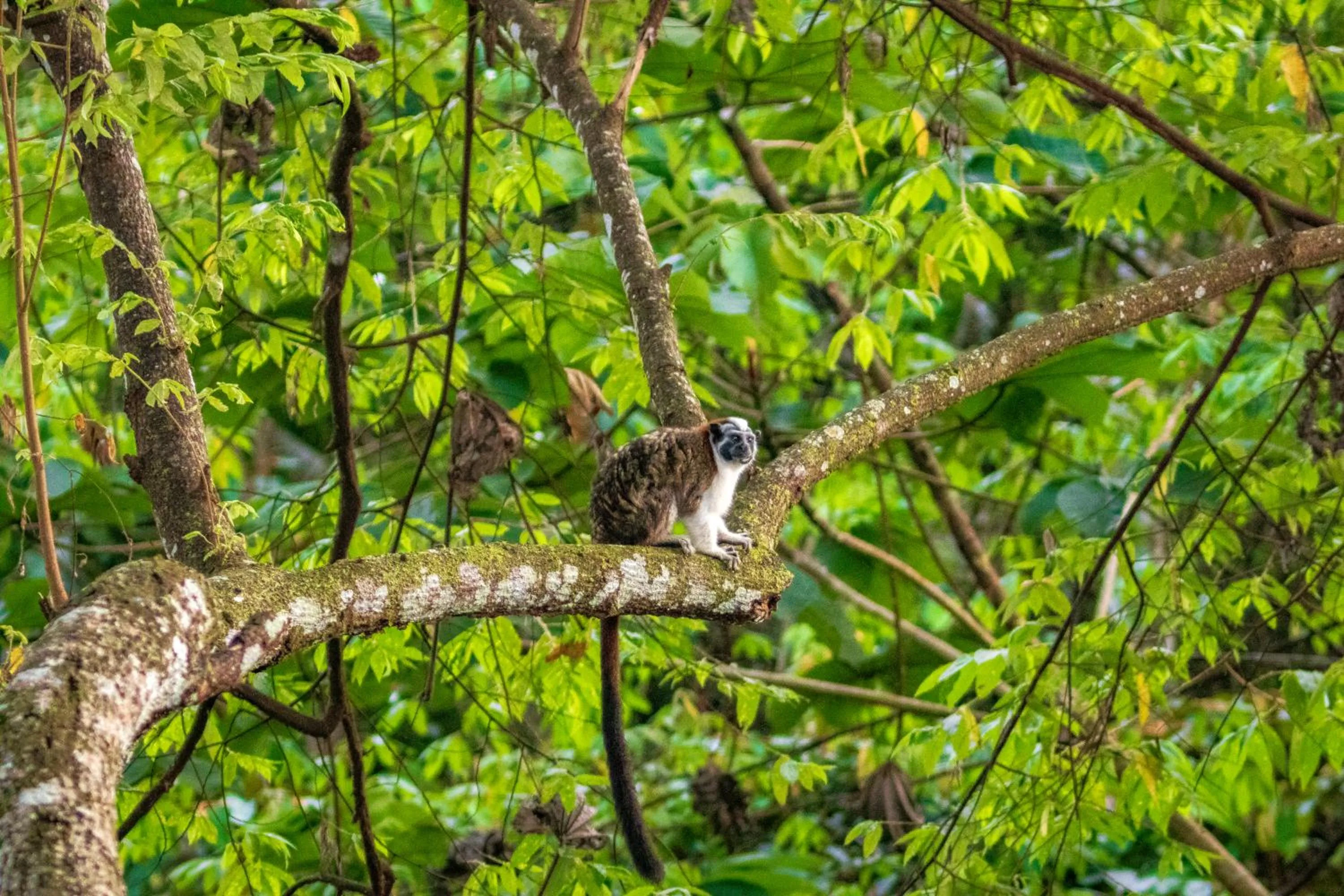 Animals in Summit Rainforest Golf Resort & All Inclusive