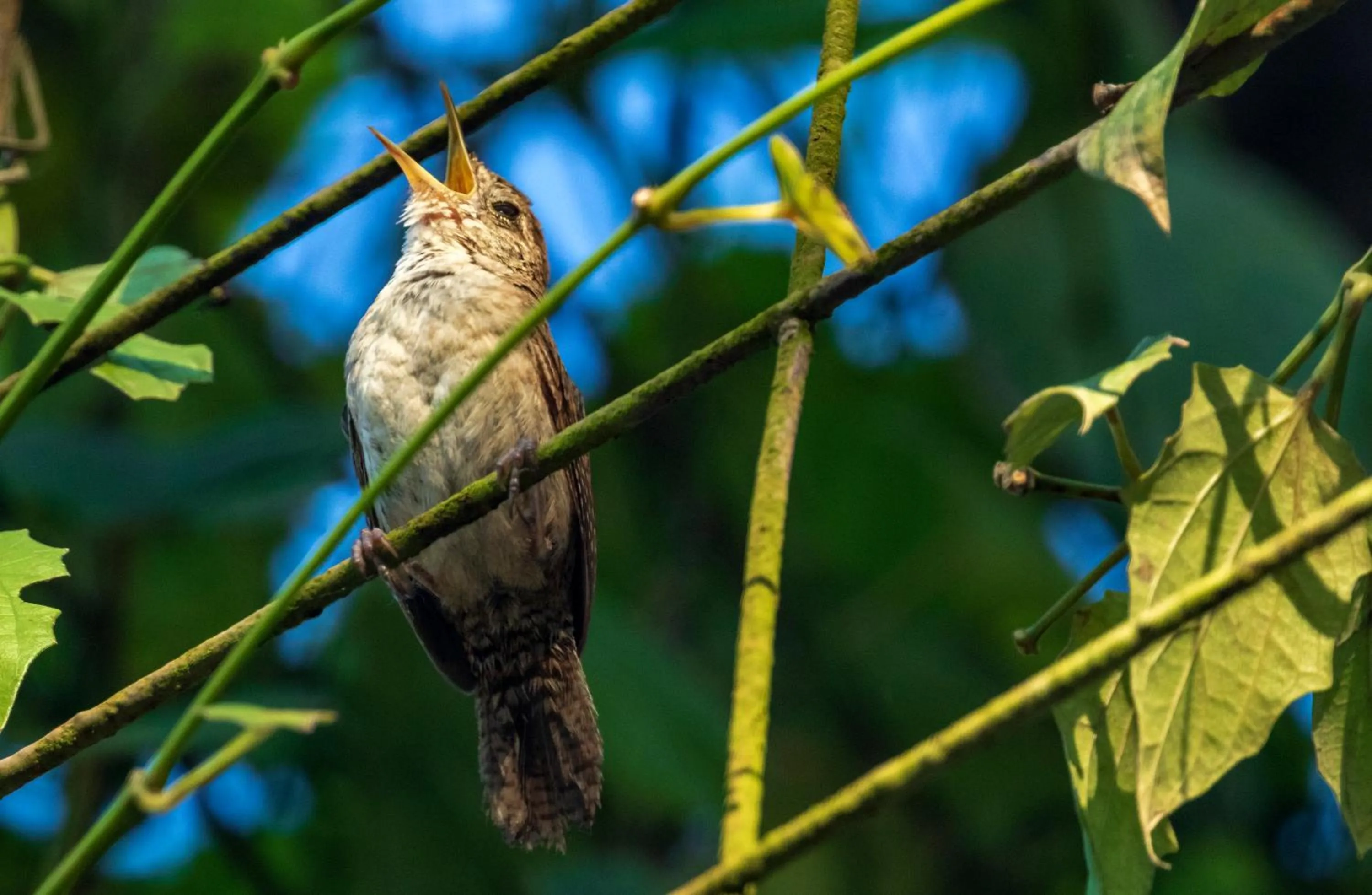 Animals in Summit Rainforest Golf Resort & All Inclusive