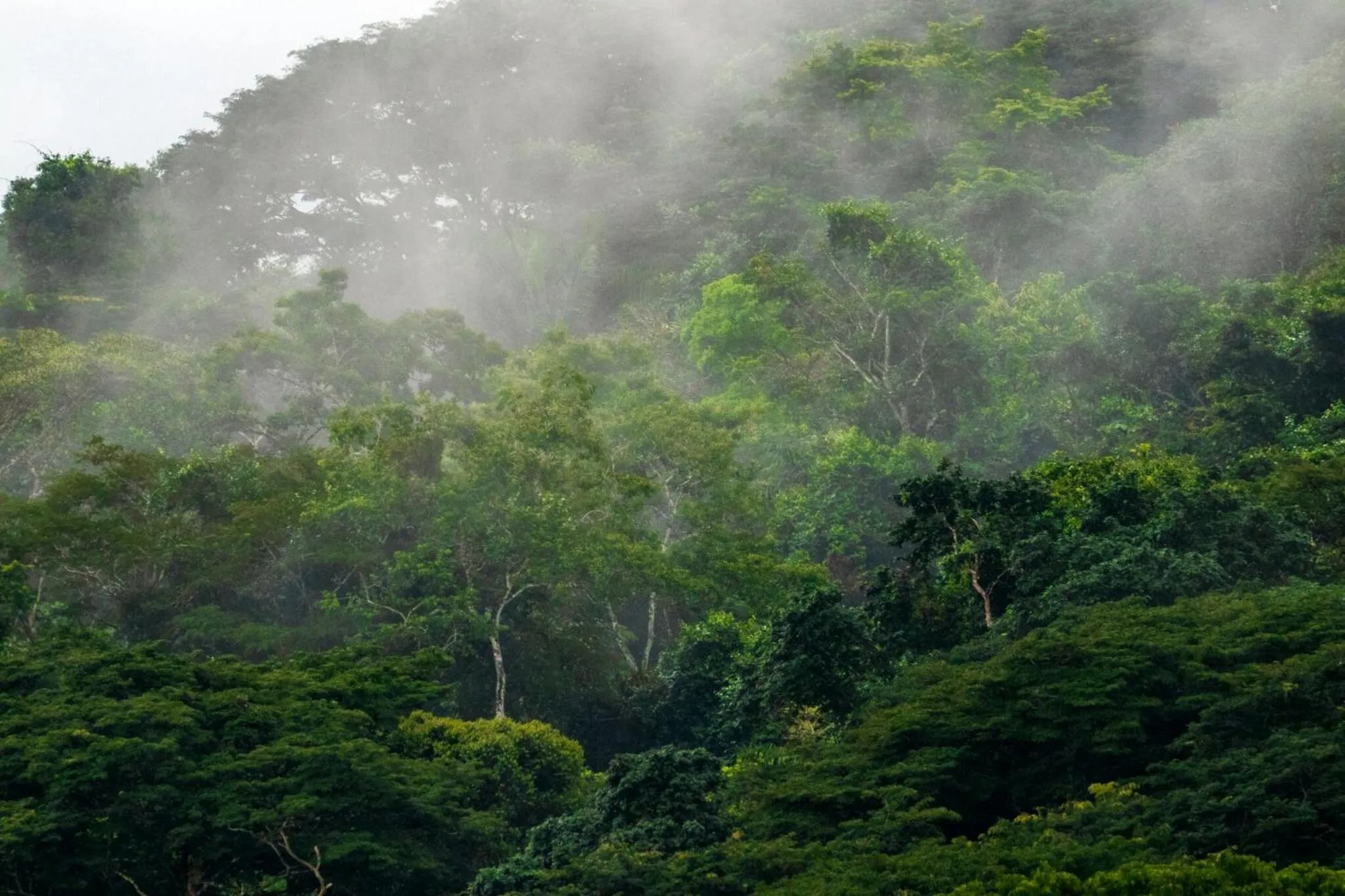 View (from property/room) in Summit Rainforest Golf Resort & All Inclusive