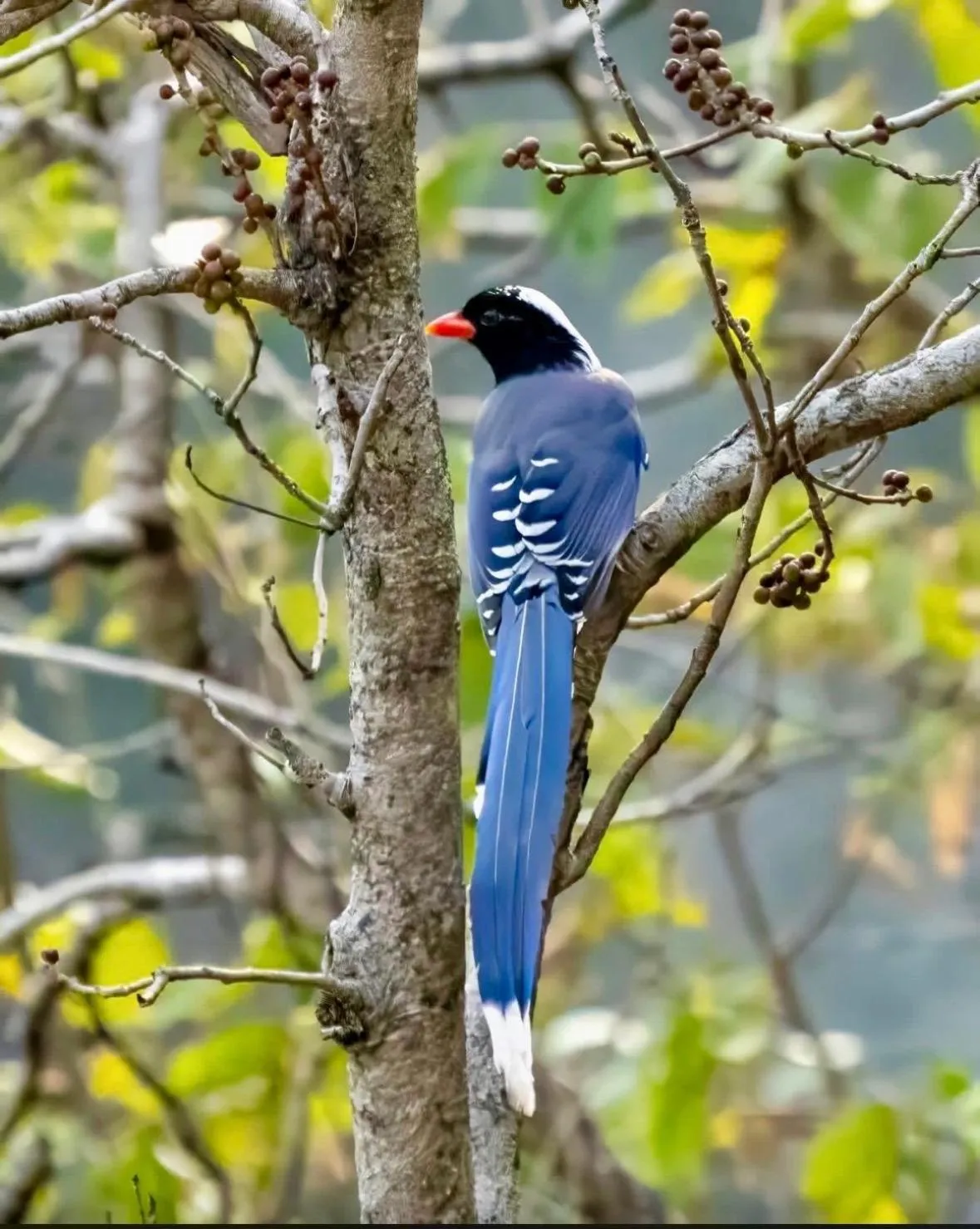 Samira's Birds & Butterflies Park-Spashram Ganga Beach Retreat