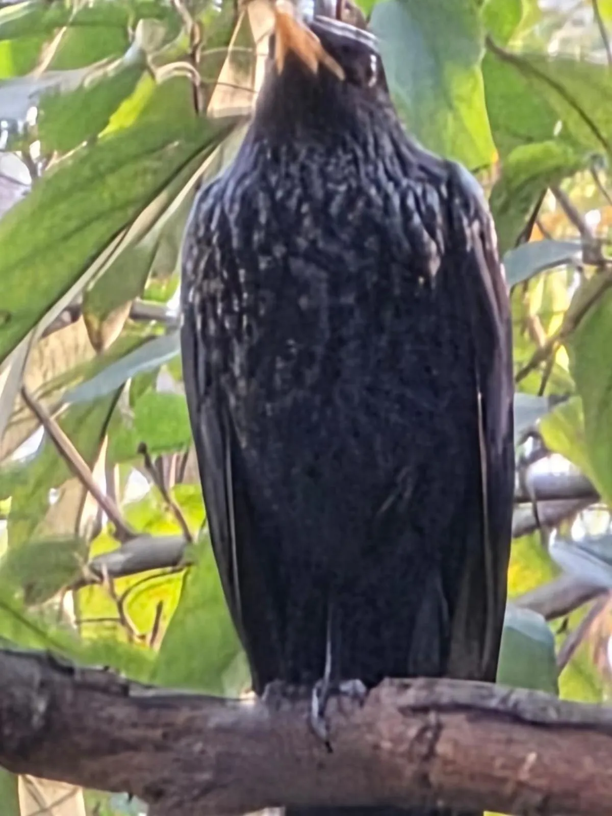 Samira's Birds & Butterflies Park-Spashram Ganga Beach Retreat