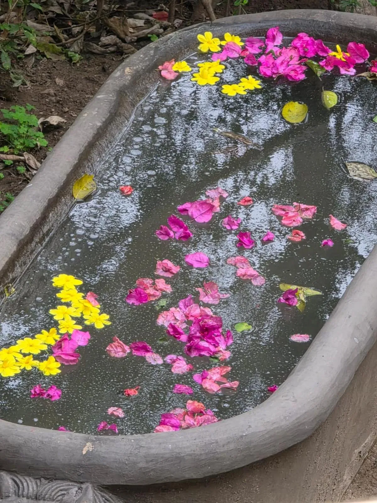 Garden in Samira's Birds & Butterflies Park-Spashram Ganga Beach Retreat