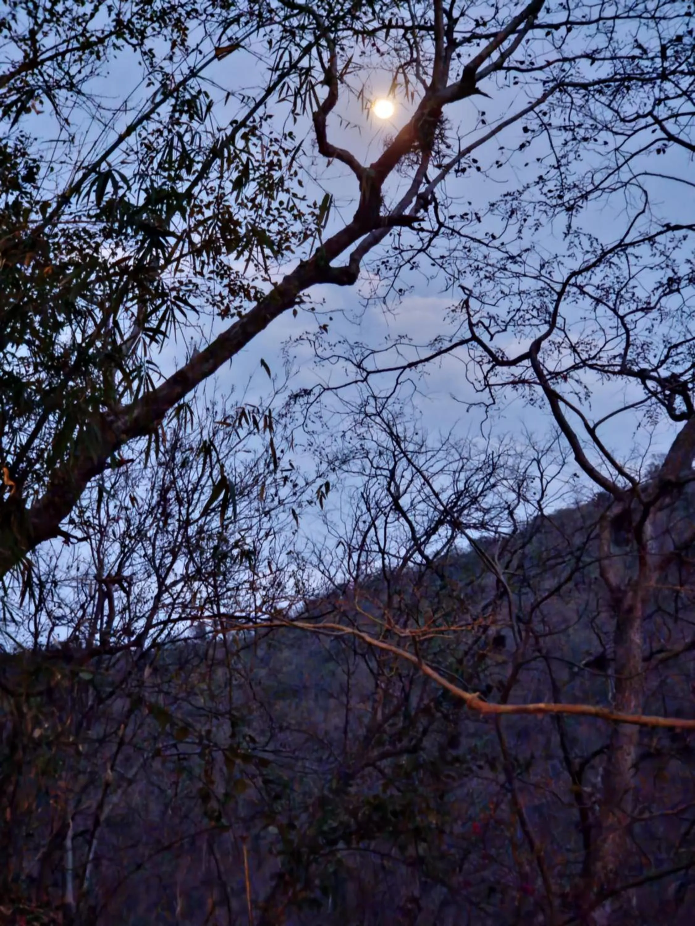 Samira's Birds & Butterflies Park-Spashram Ganga Beach Retreat